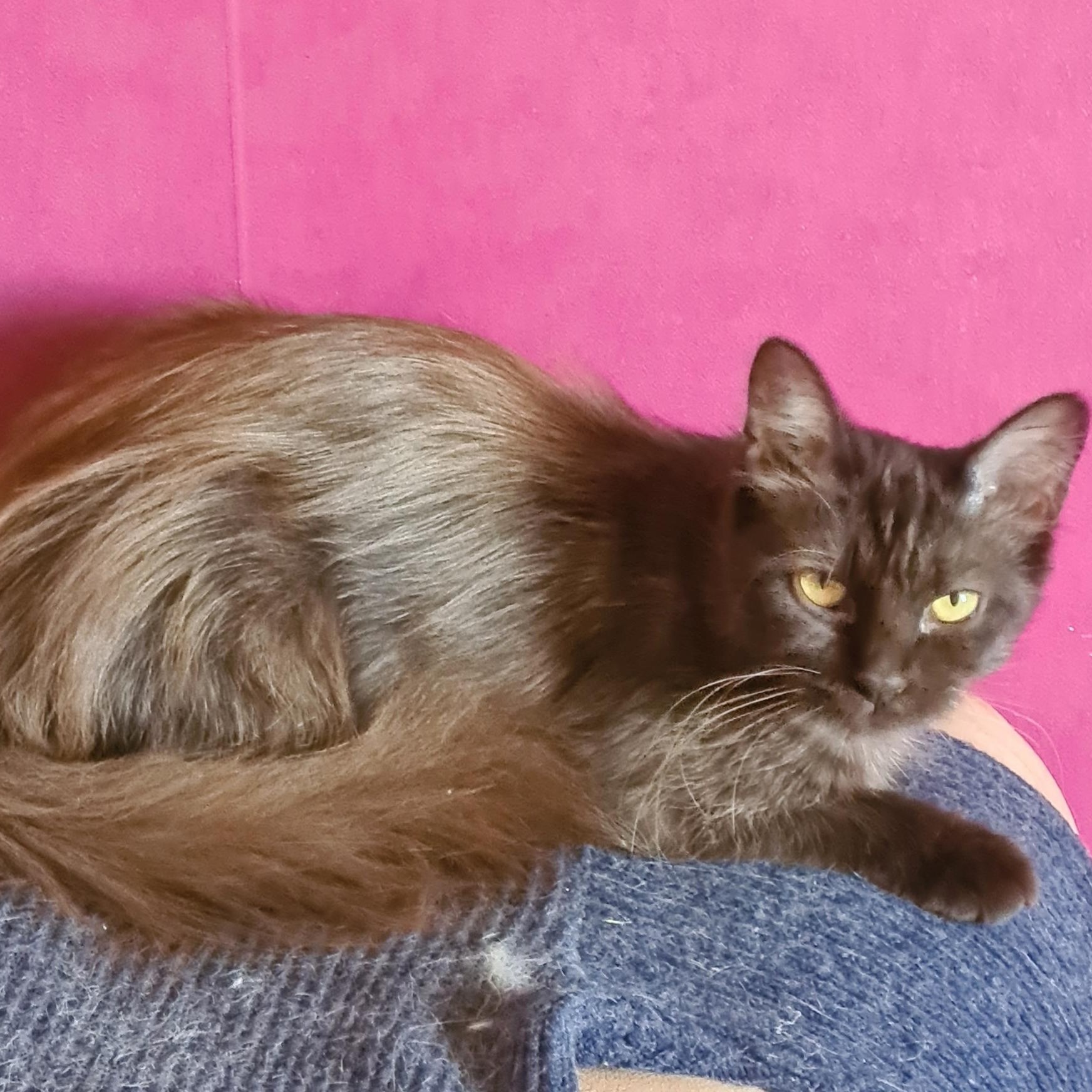 CAFEÏNE (X Angora Turc)- 2 ans