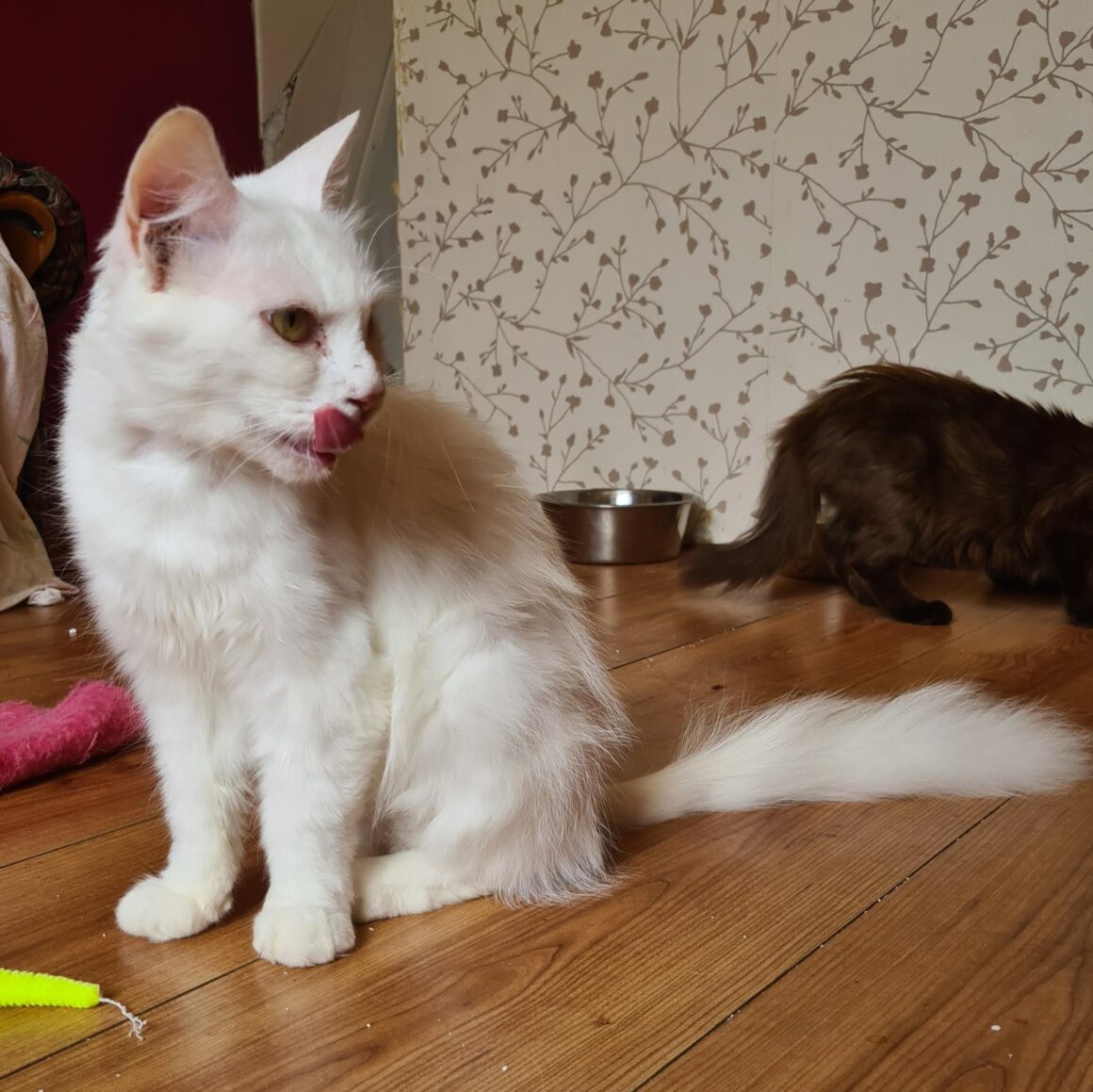 CLÉOPÂTRE (X Angora Turc)- 3 ans réservée