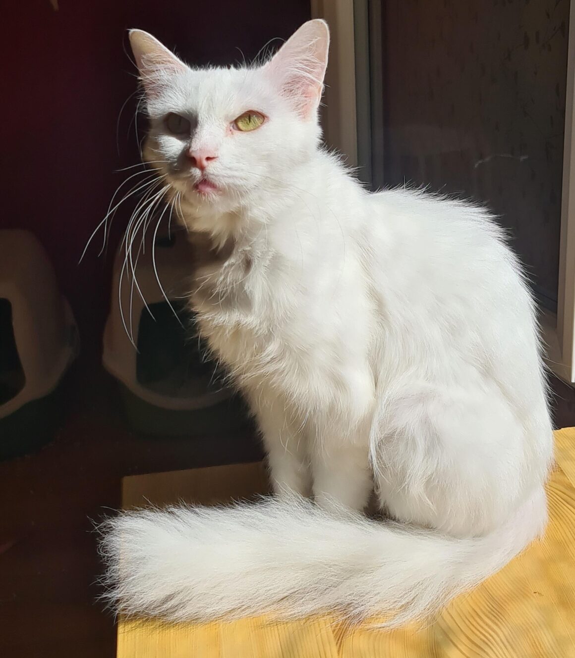 CLÉOPÂTRE (X Angora Turc)- 3 ans réservée