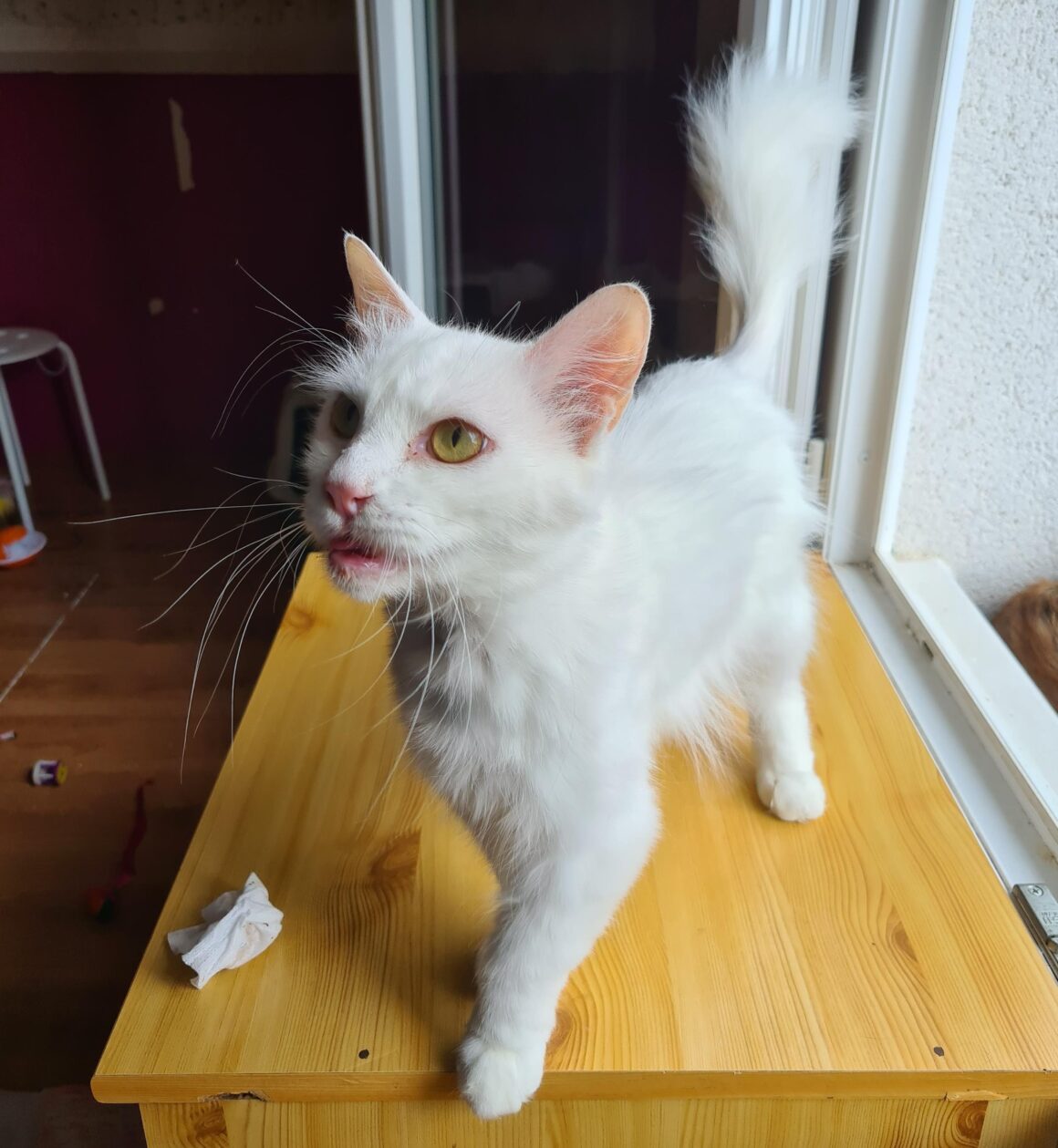 CLÉOPÂTRE (X Angora Turc)- 3 ans réservée