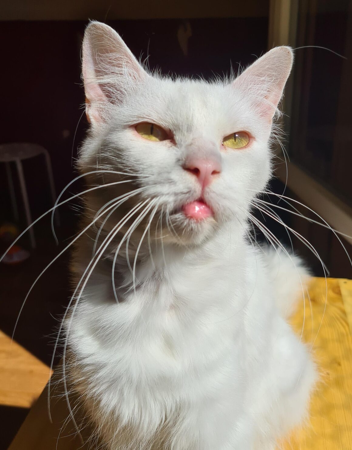 CLÉOPÂTRE (X Angora Turc)- 3 ans réservée