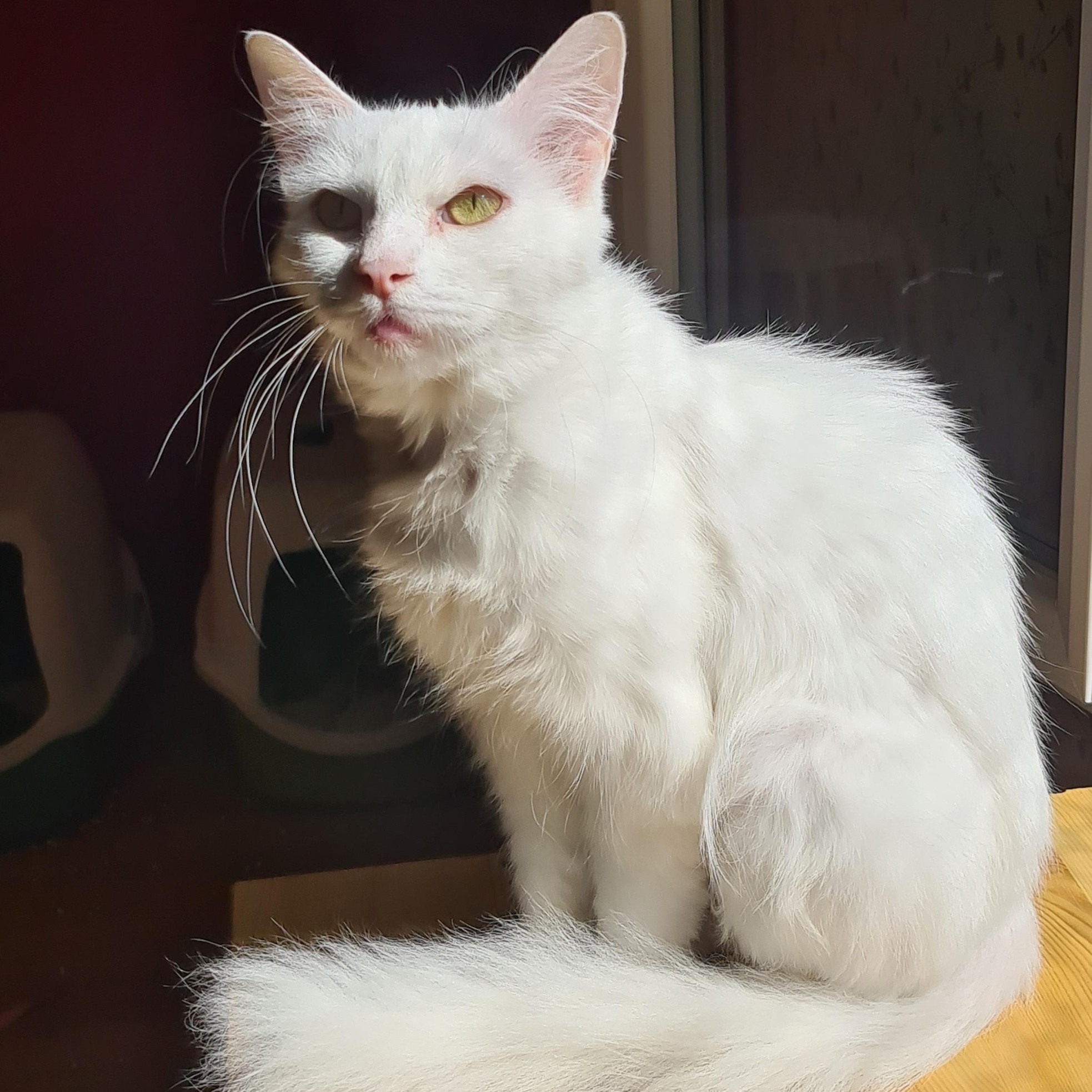 CLÉOPÂTRE (X Angora Turc)- 3 ans réservée
