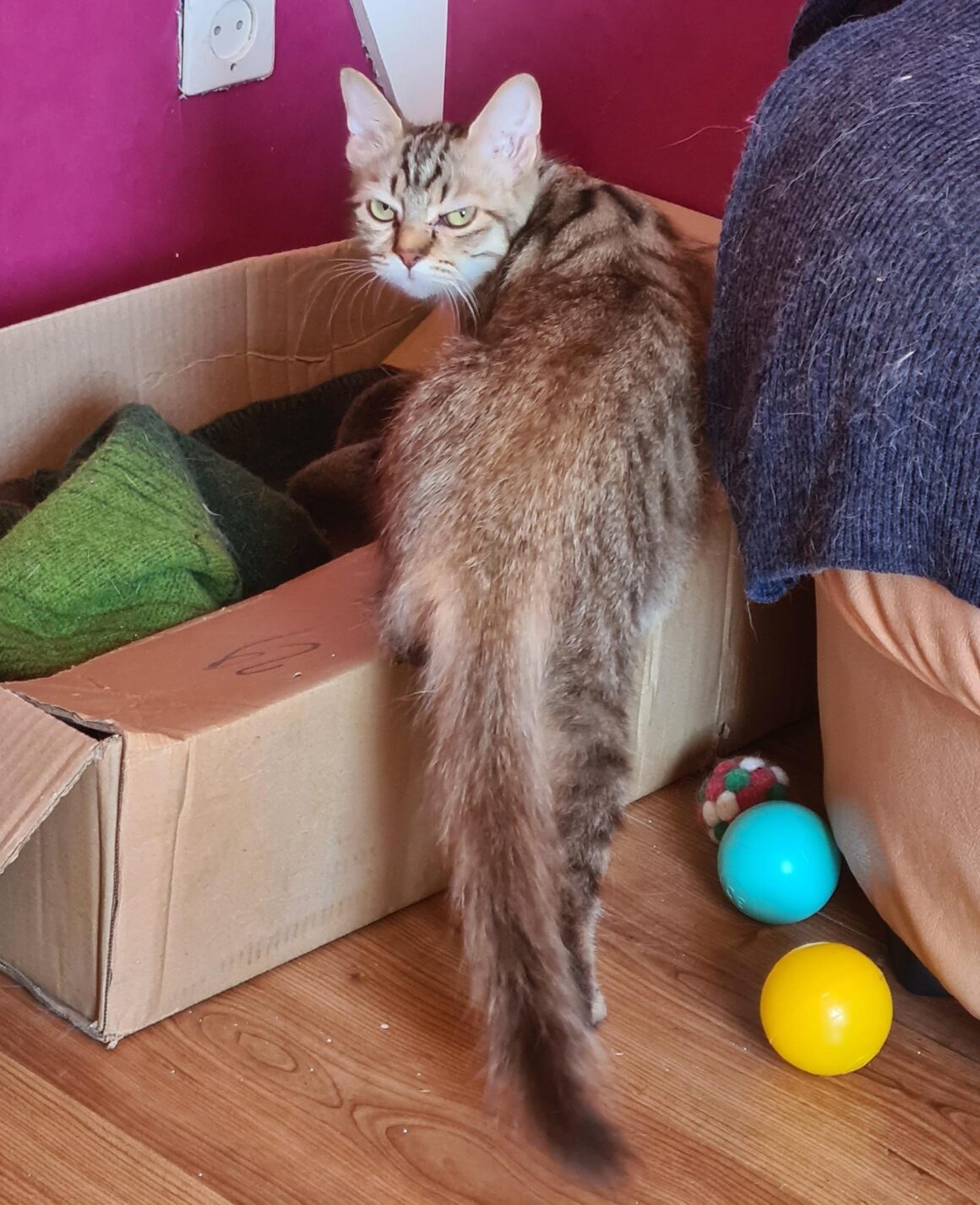 SOKETTE (X Angora Turc)- 2 ans