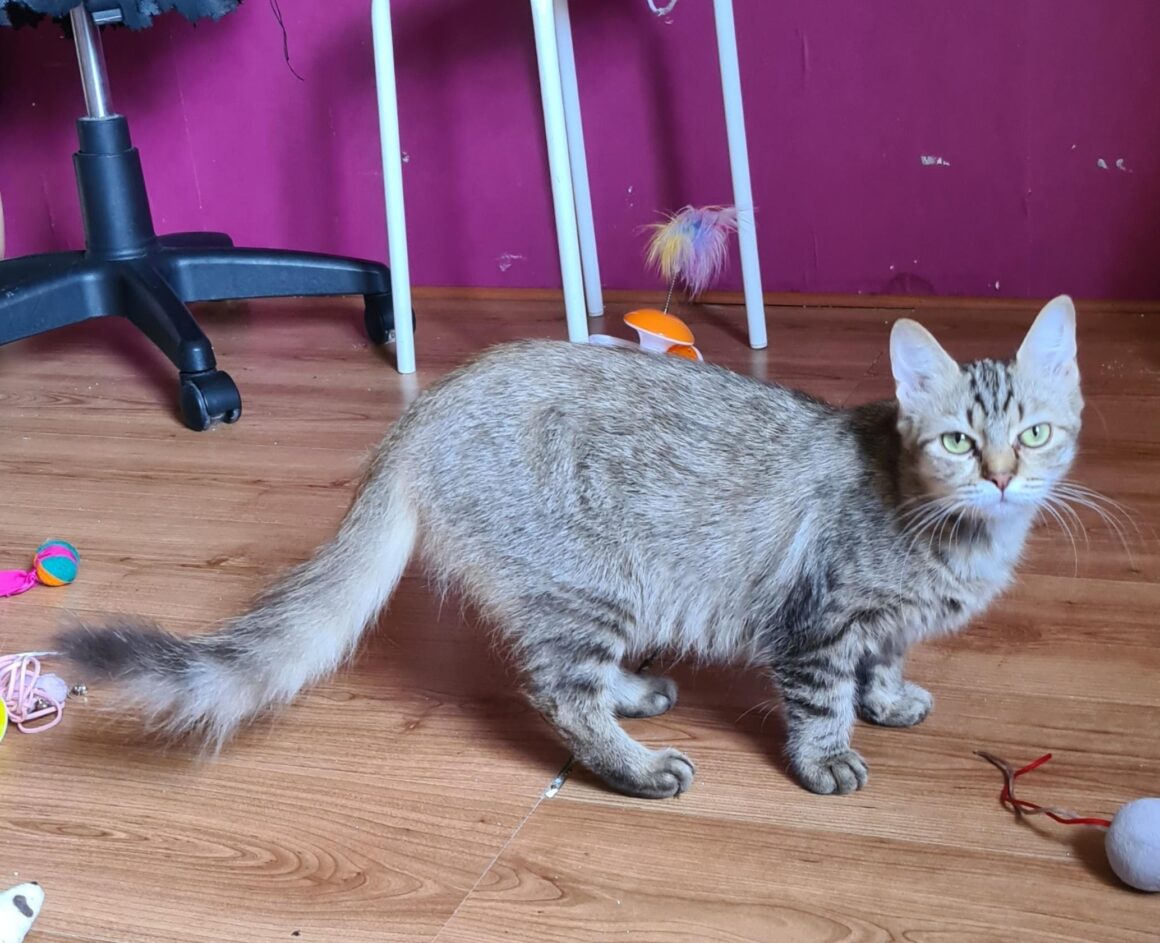 SOKETTE (X Angora Turc)- 2 ans