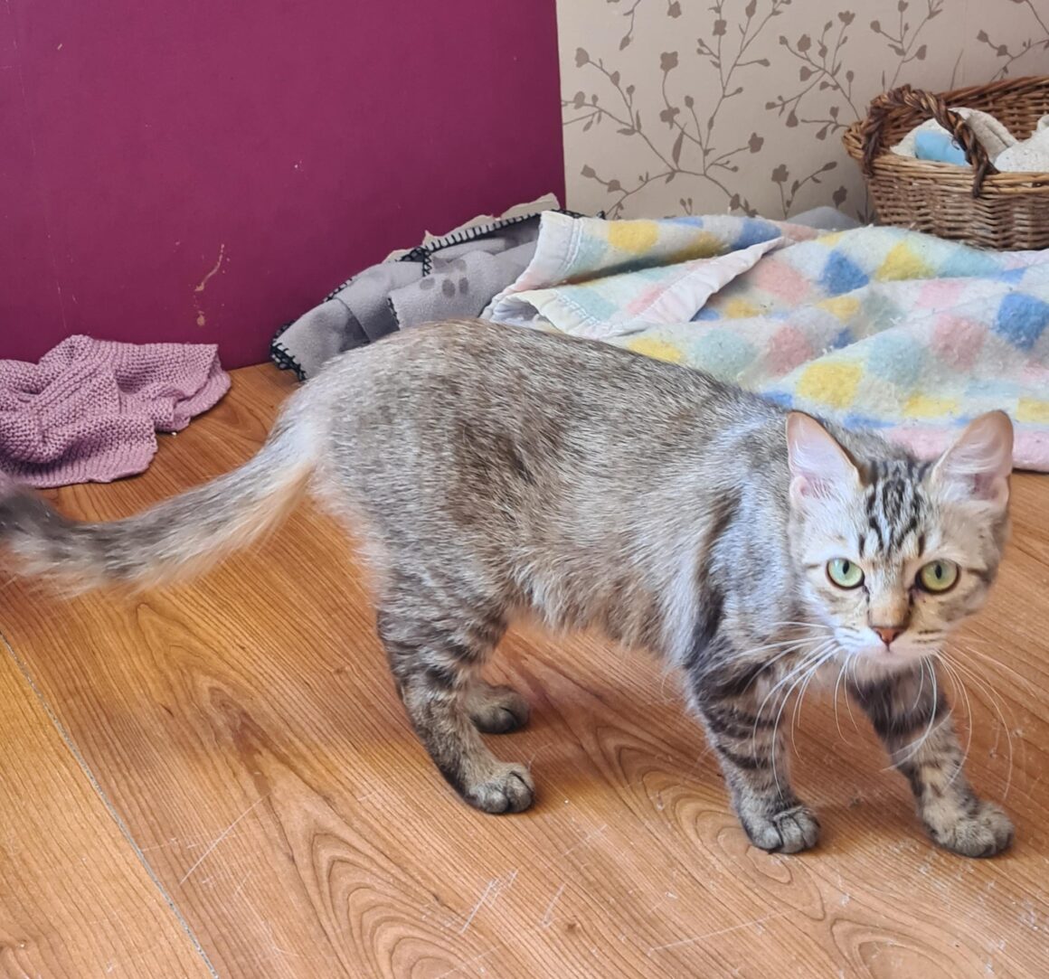 SOKETTE (X Angora Turc)- 2 ans
