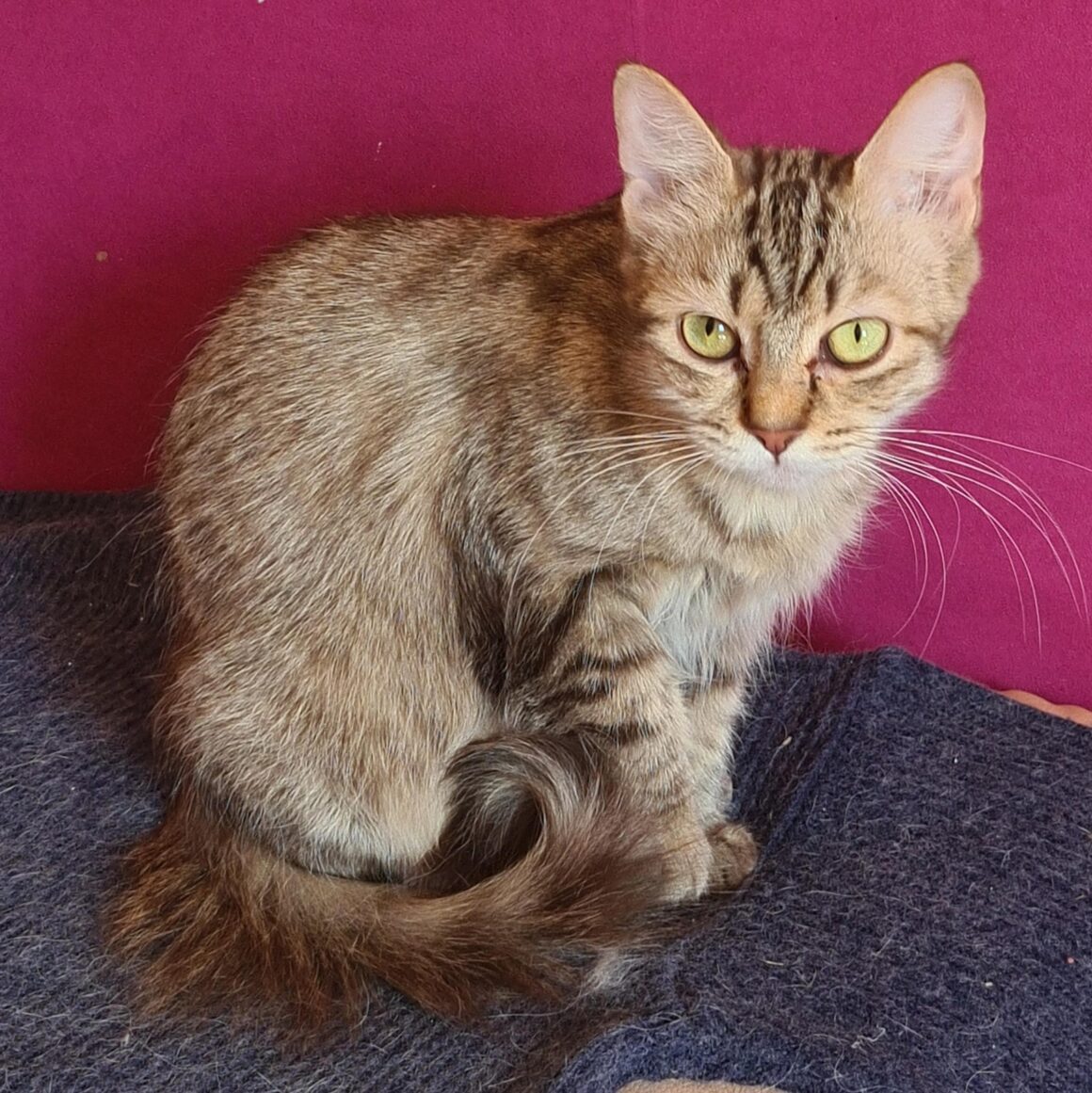 SOKETTE (X Angora Turc)- 2 ans
