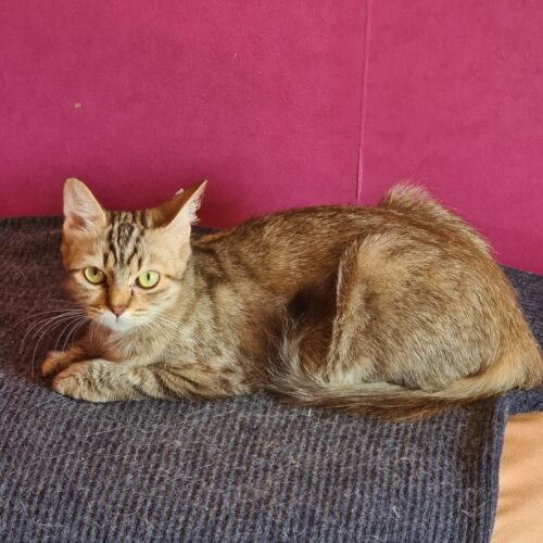 SOKETTE (X Angora Turc)- 2 ans