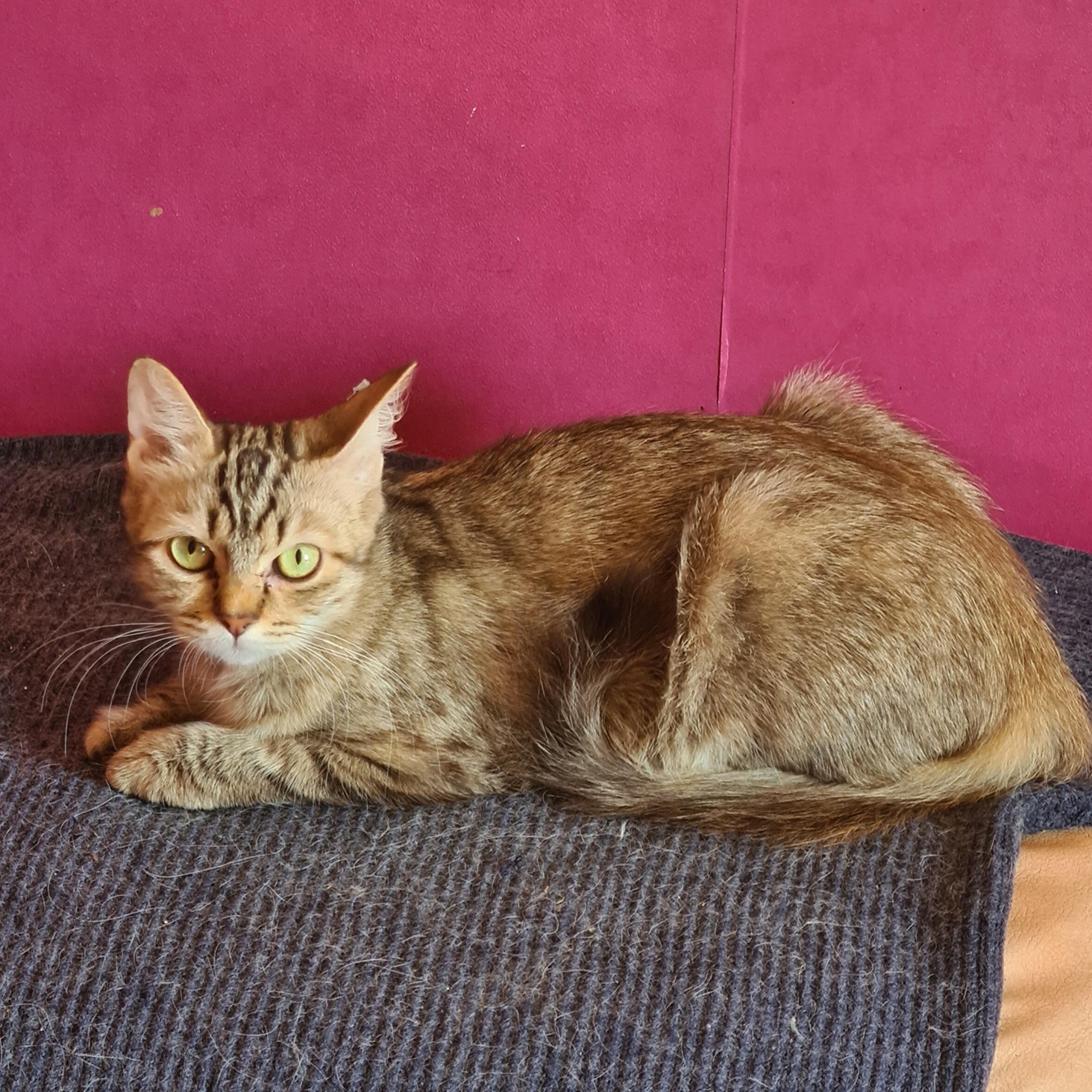 SOKETTE (X Angora Turc)- 2 ans