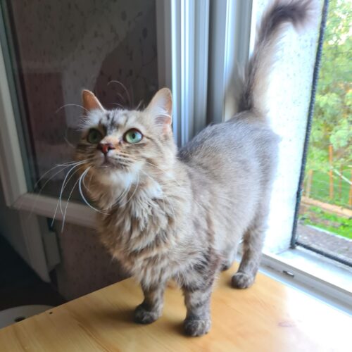 SOKETTE (X Angora Turc)- 2 ans réservée