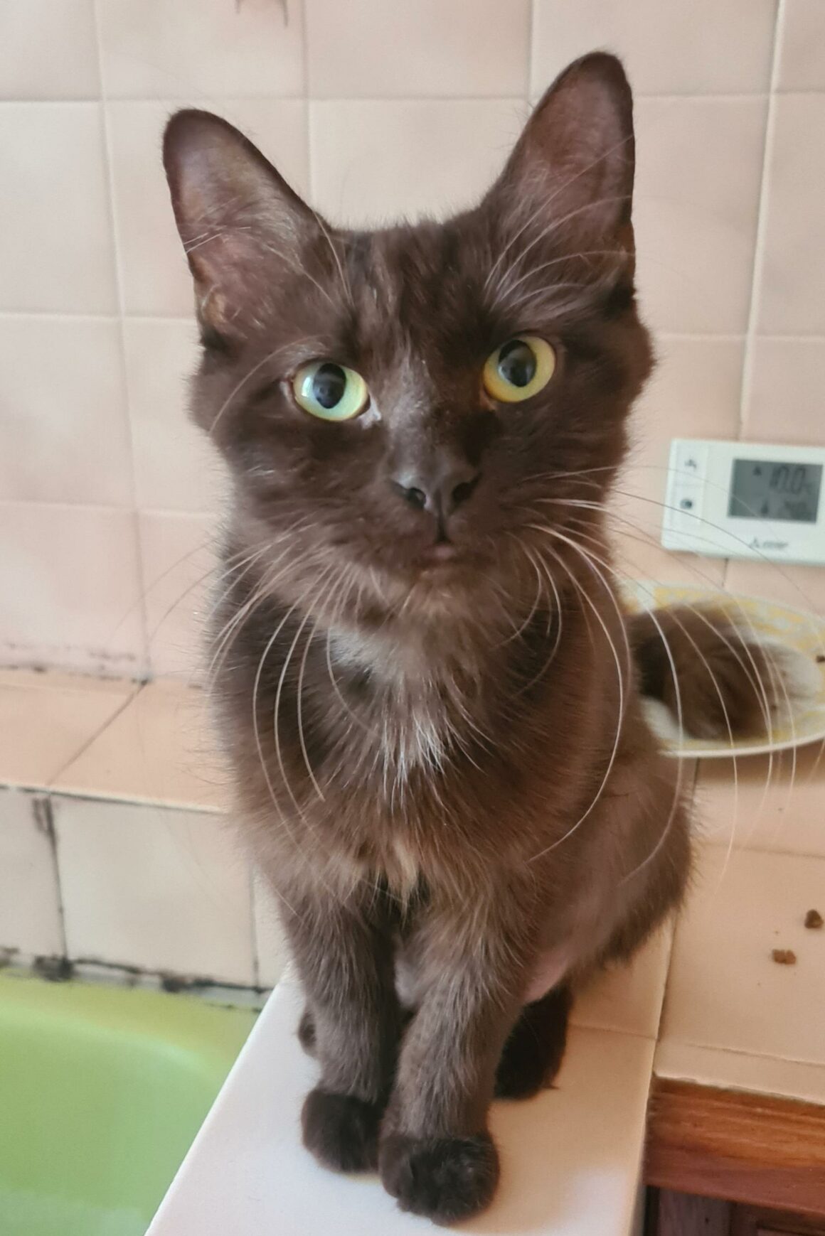 SUNDAY (X Angora Turc)- 2 ans