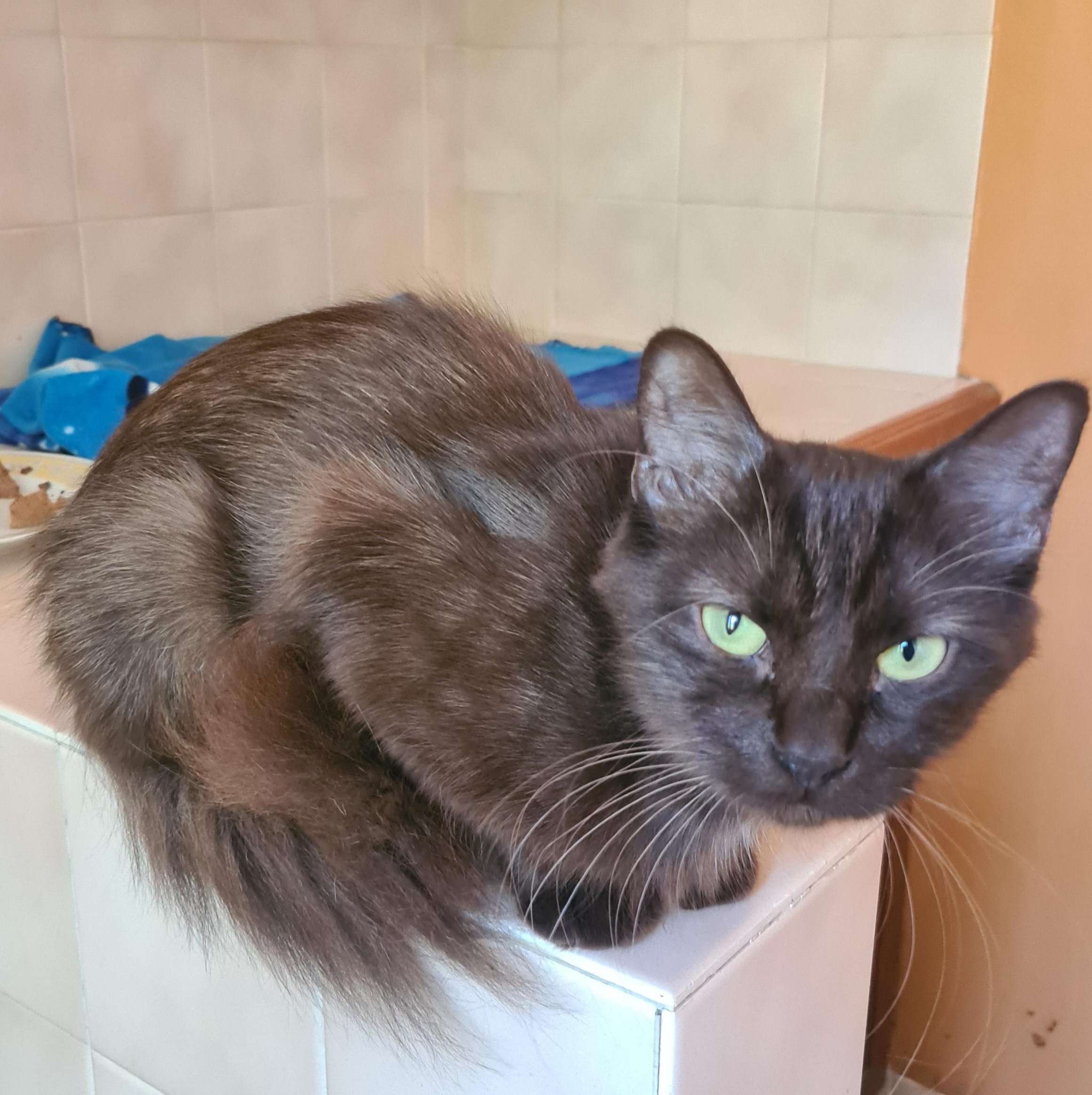 SUNDAY (X Angora Turc)- 2 ans