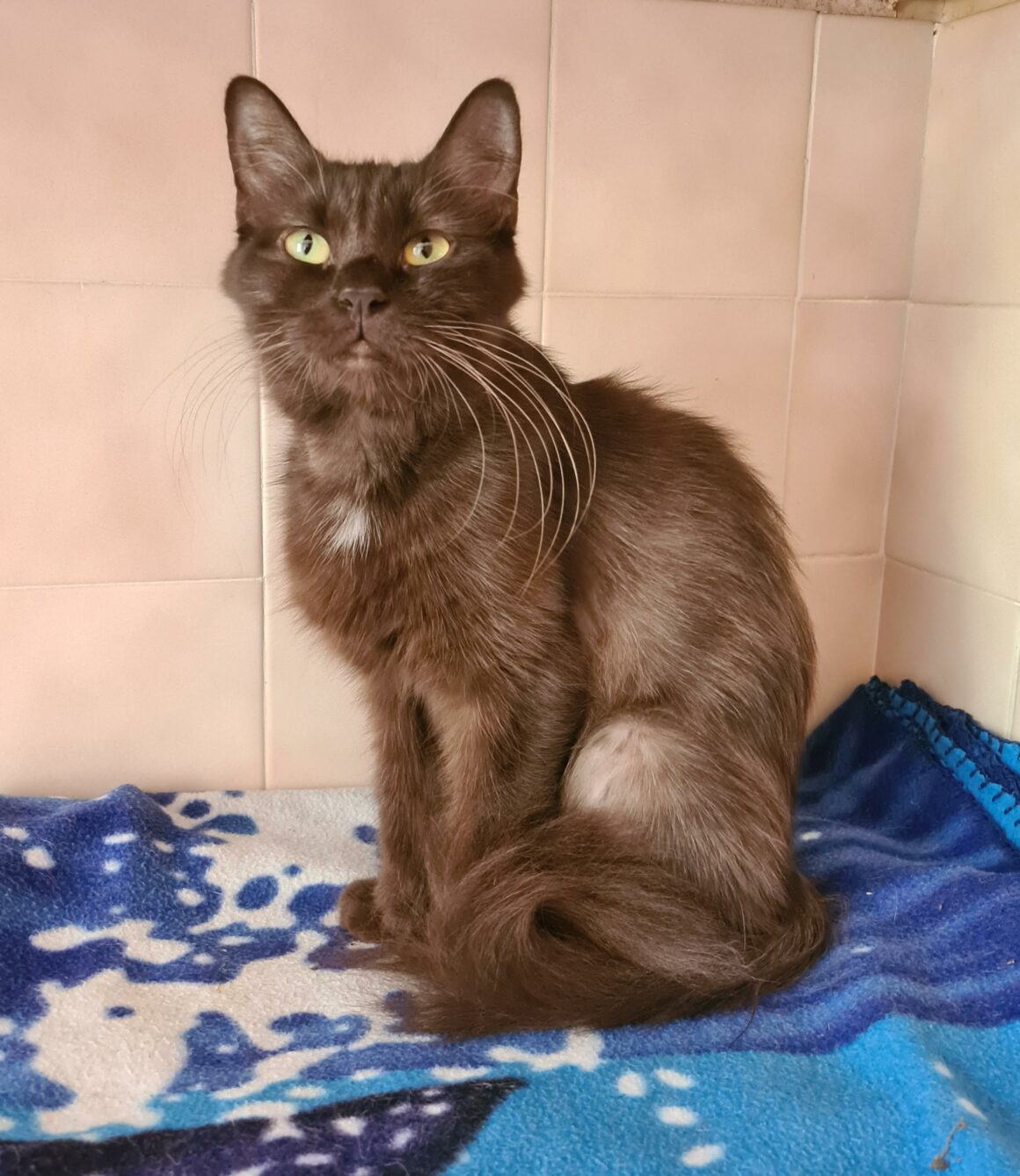 SUNDAY (X Angora Turc)- 2 ans