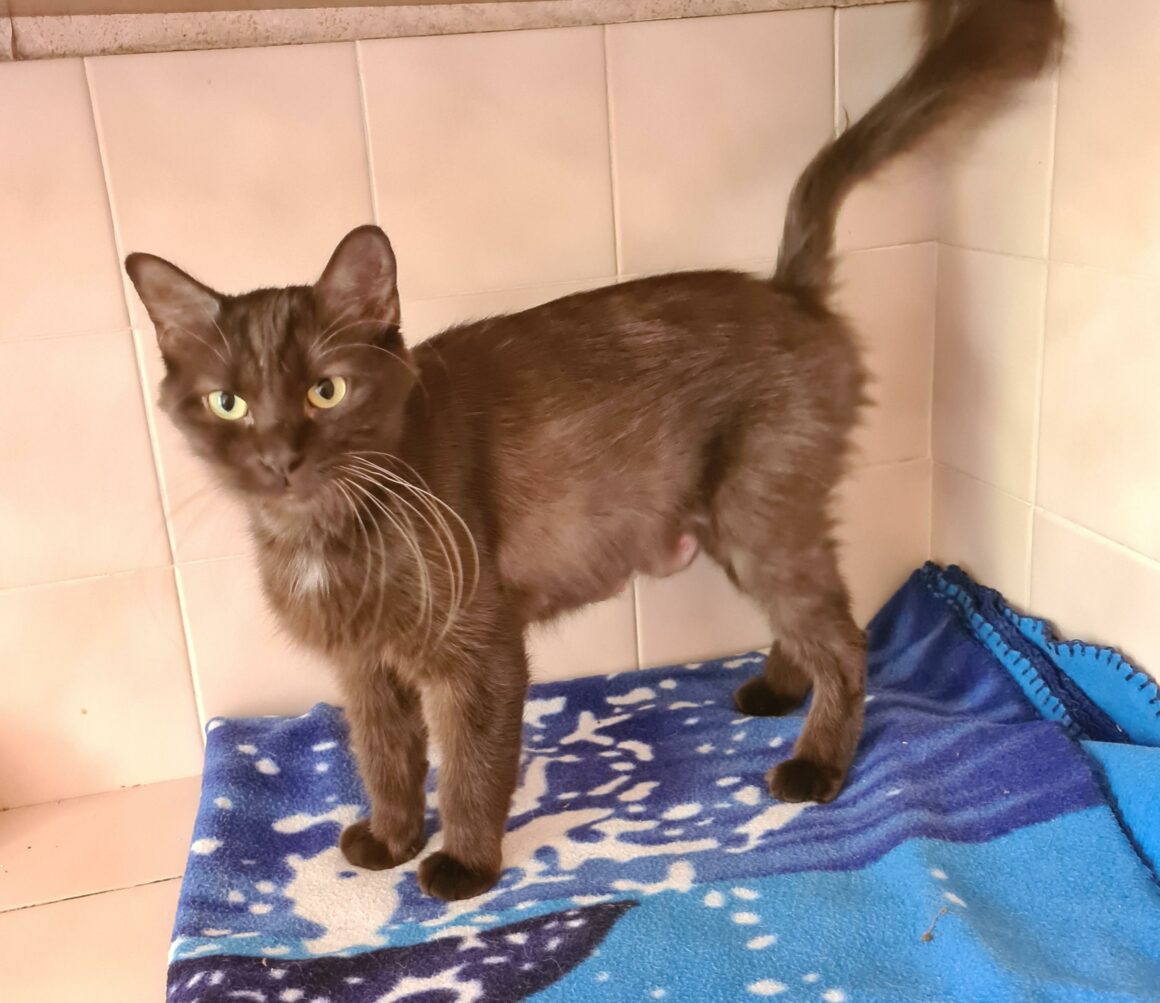 SUNDAY (X Angora Turc)- 2 ans