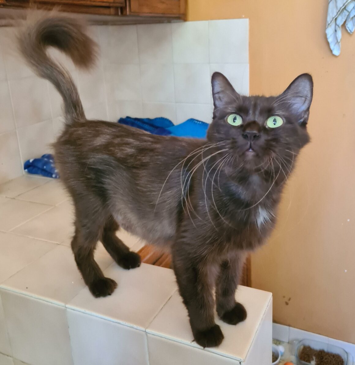 SUNDAY (X Angora Turc)- 2 ans