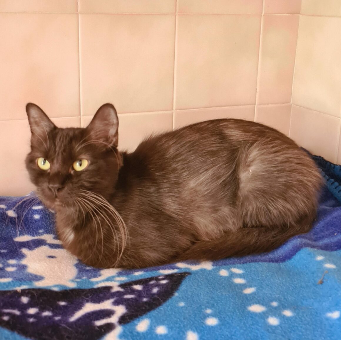 SUNDAY (X Angora Turc)- 2 ans