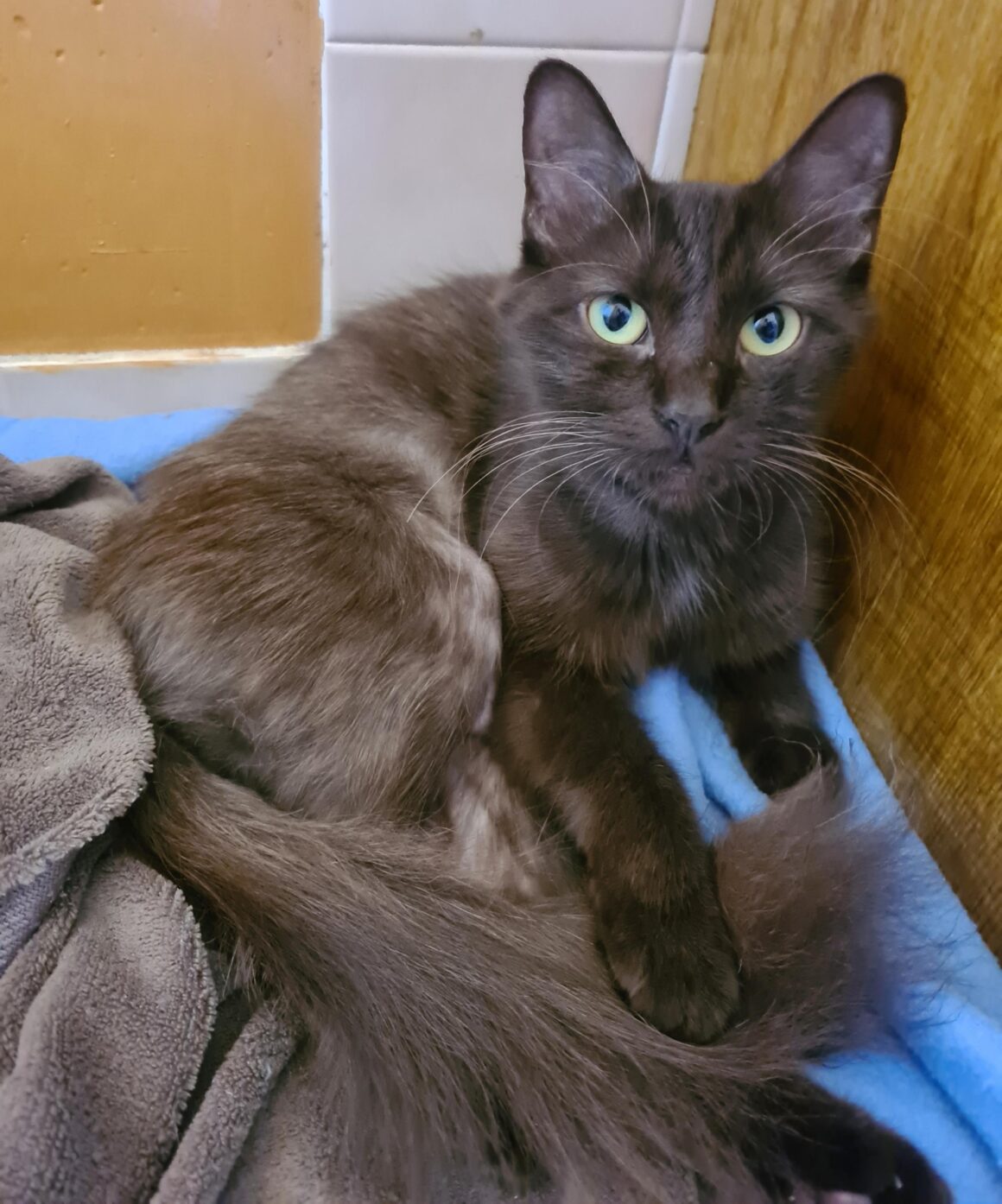 SUNDAY (X Angora Turc)- 2 ans
