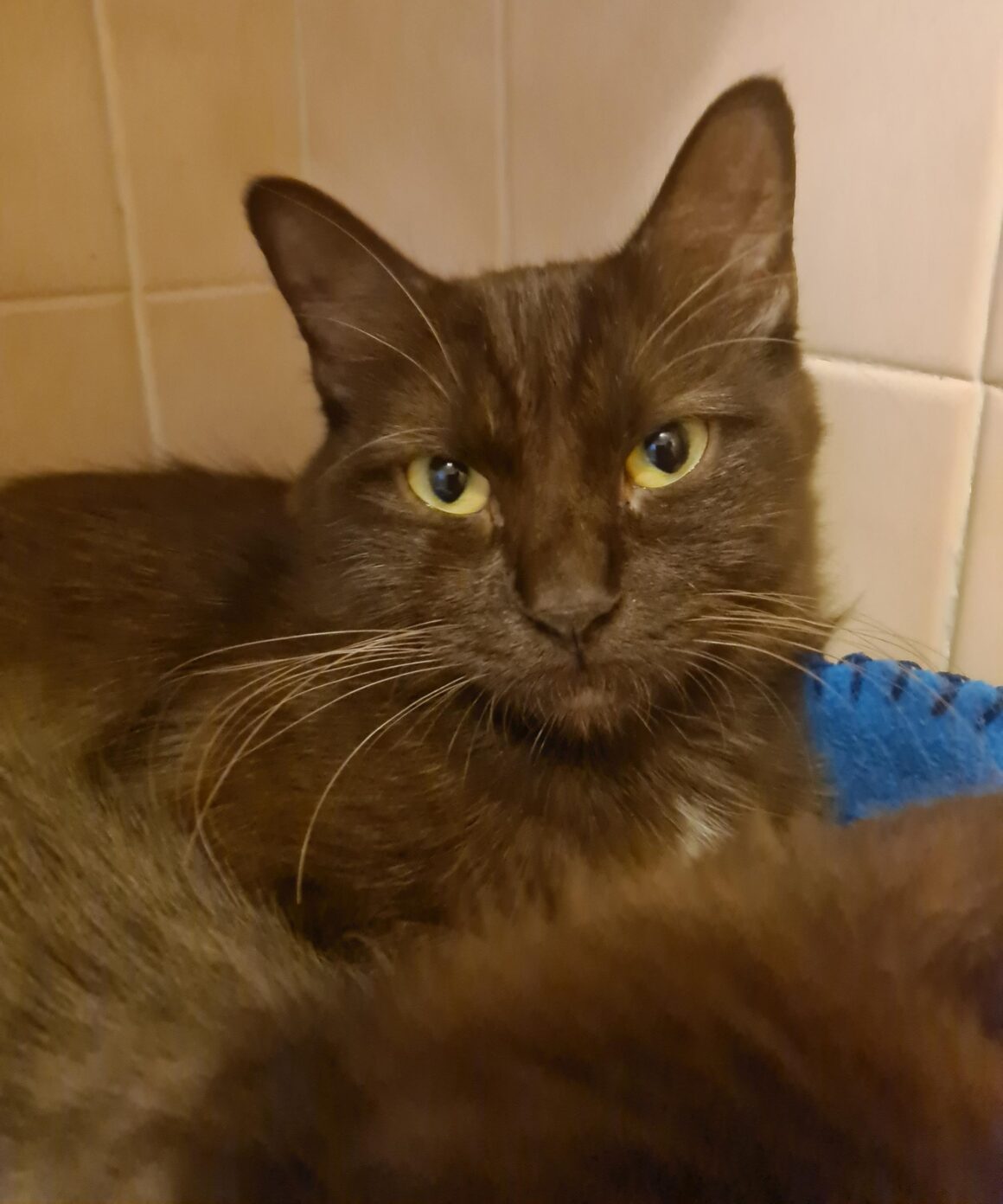 SUNDAY (X Angora Turc)- 2 ans