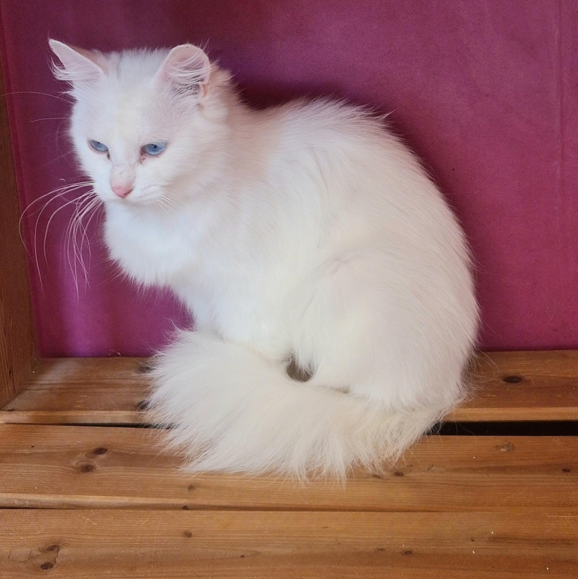 TWEEDIA (X Angora Turc)- 3 ans adoptée