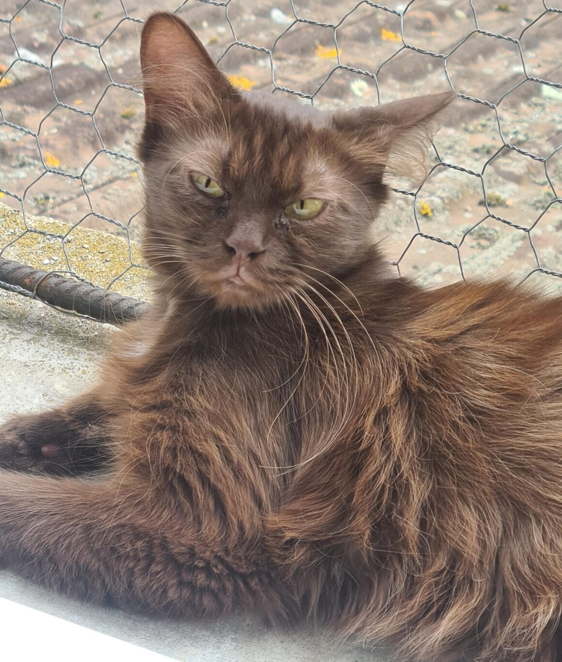 USHA (X Angora Turc)- 2 ans Réservée