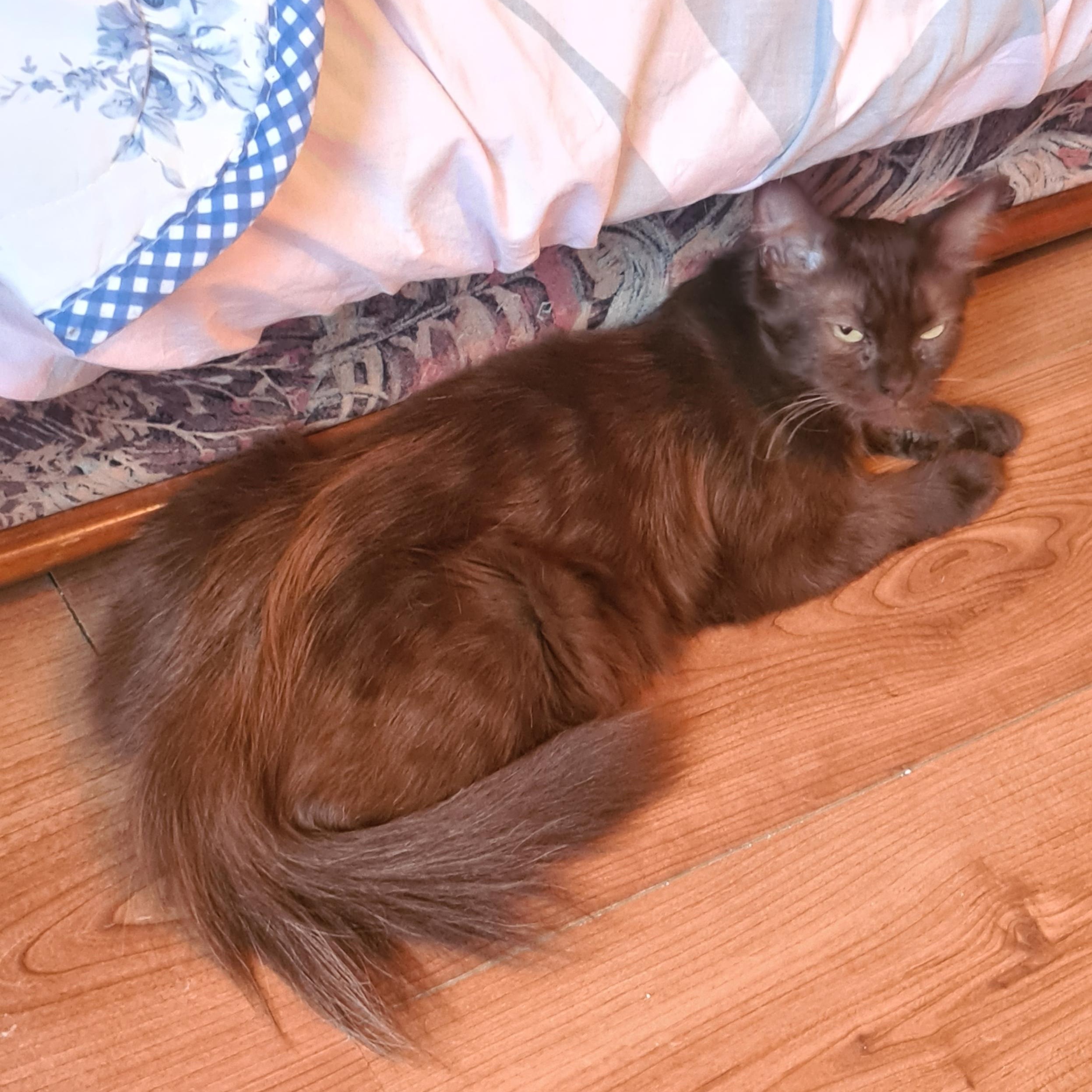 USHA (X Angora Turc)- 2 ans Réservée