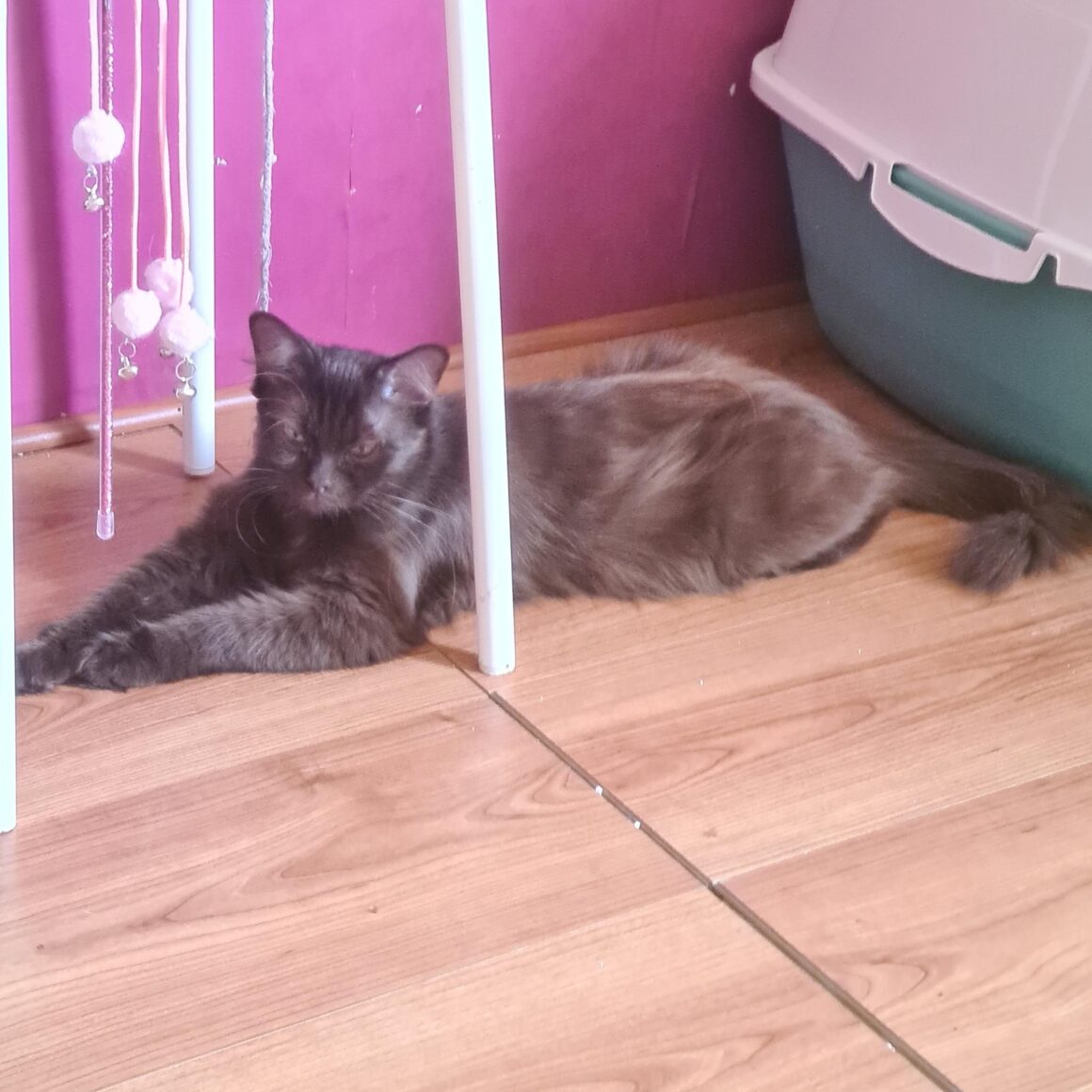 USHA (X Angora Turc)- 2 ans Réservée
