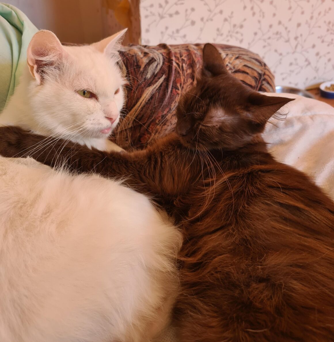 USHA (X Angora Turc)- 2 ans Réservée