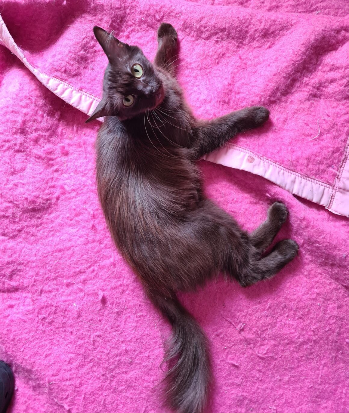 USHUAÏA (X Angora Turc)- 2 ans réservée