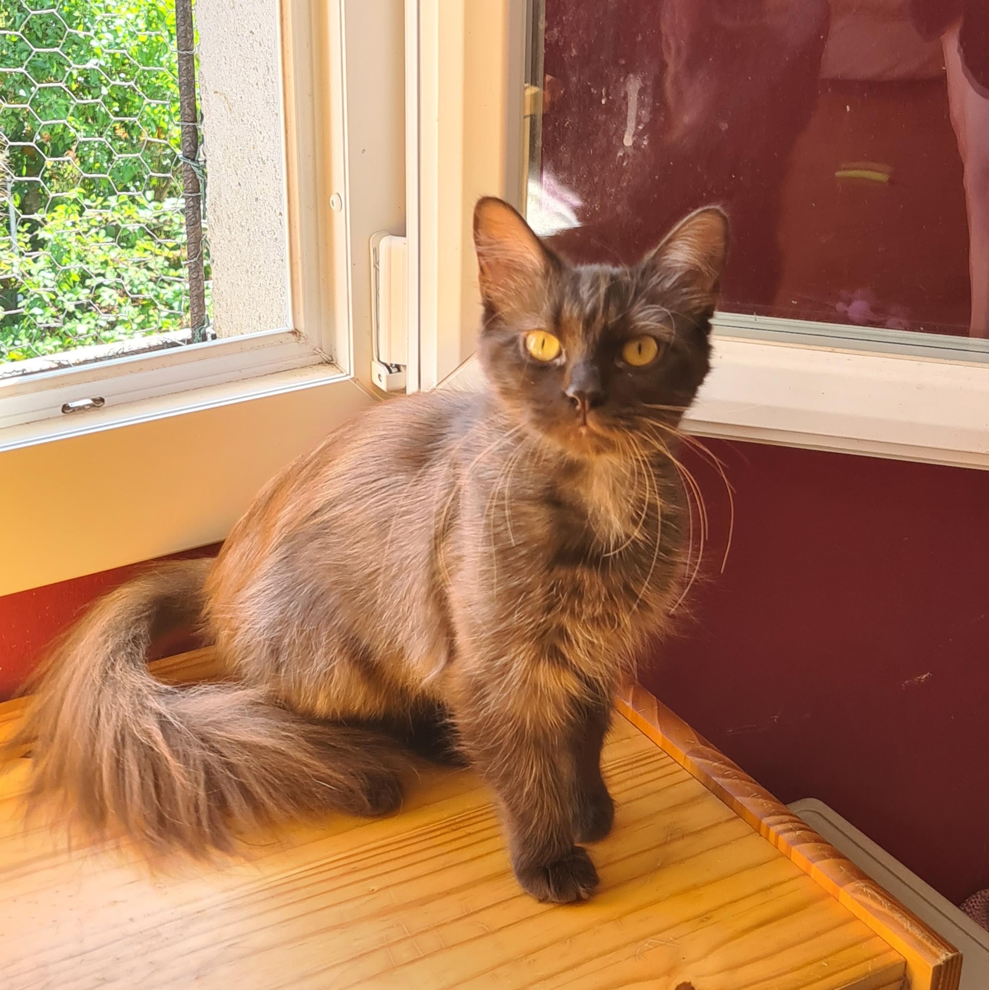 USHUAÏA (X Angora Turc)- 2 ans réservée