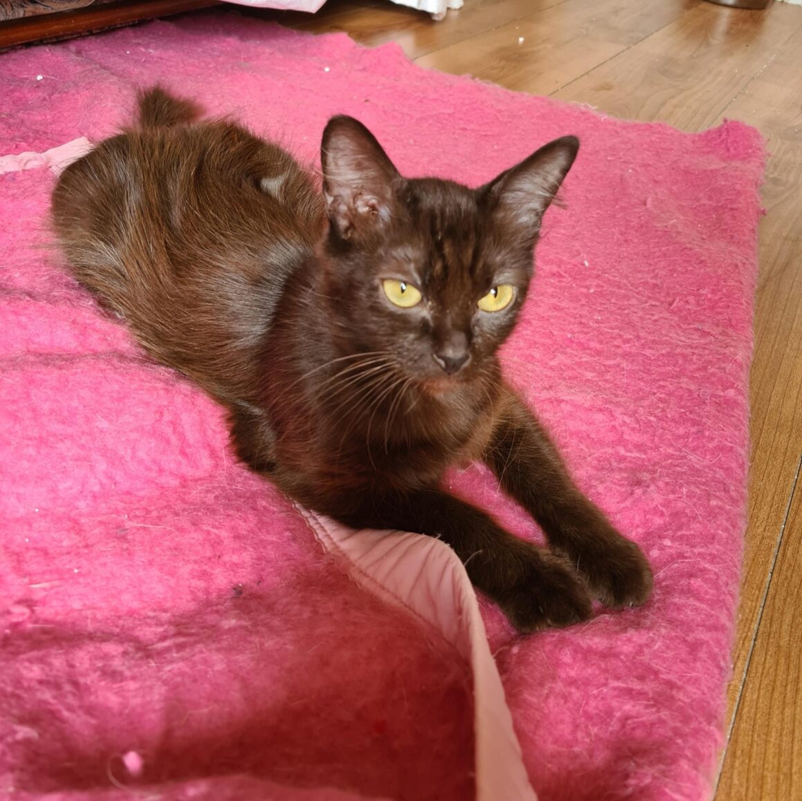 USHUAÏA (X Angora Turc)- 2 ans réservée