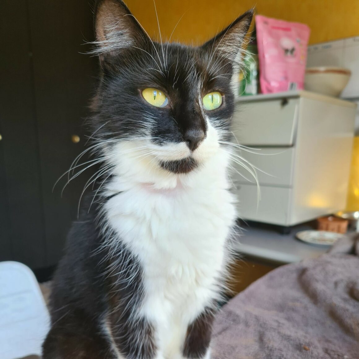 AFEELGOOD – 1 an Adoptée