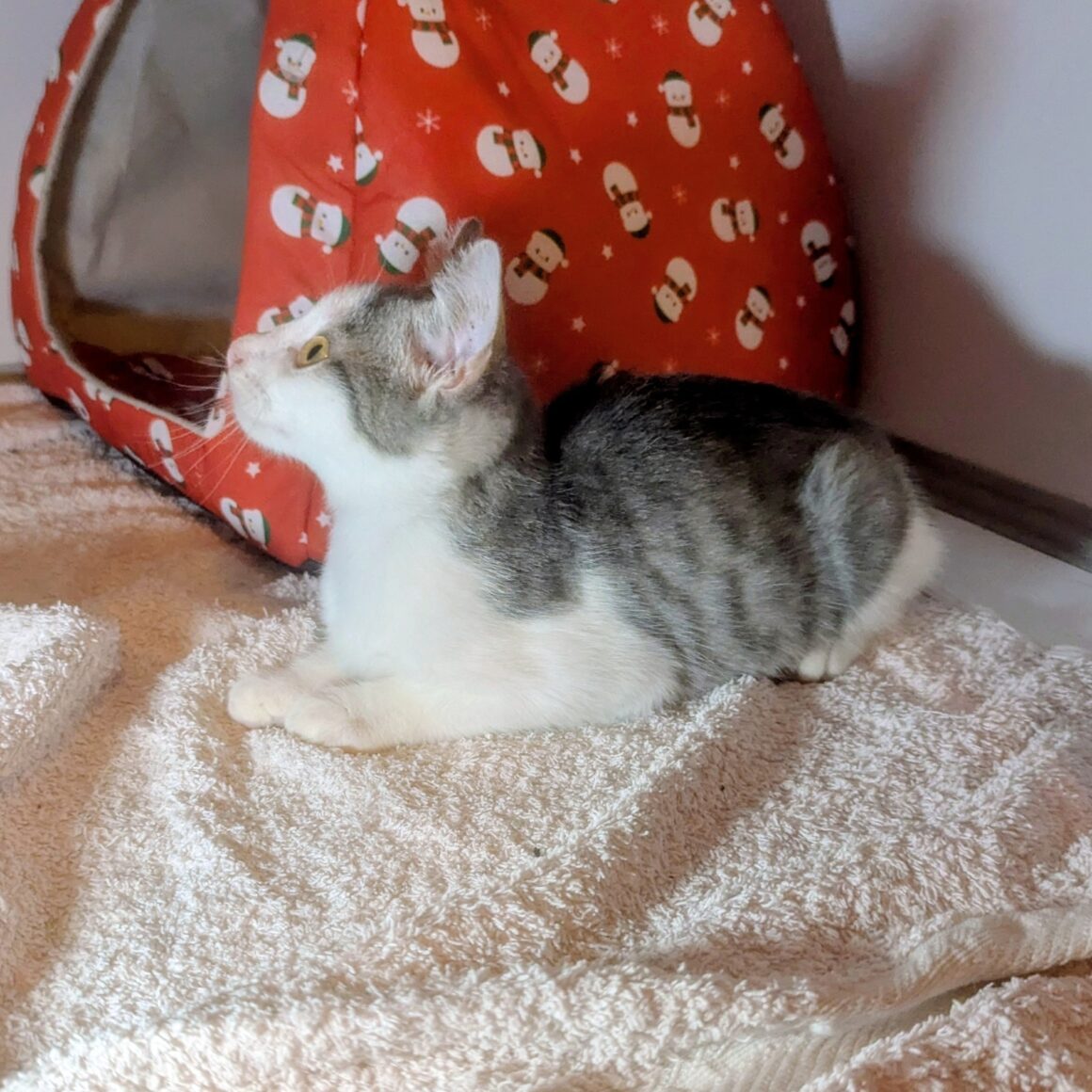 AFFLELOU – chaton réservé