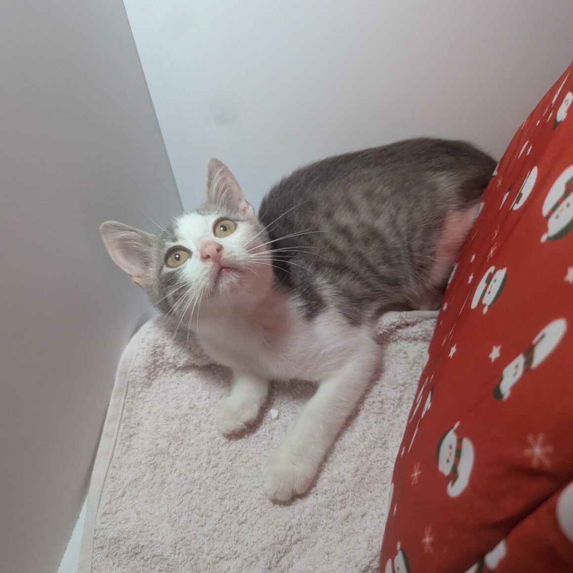 AFFLELOU – chaton réservé