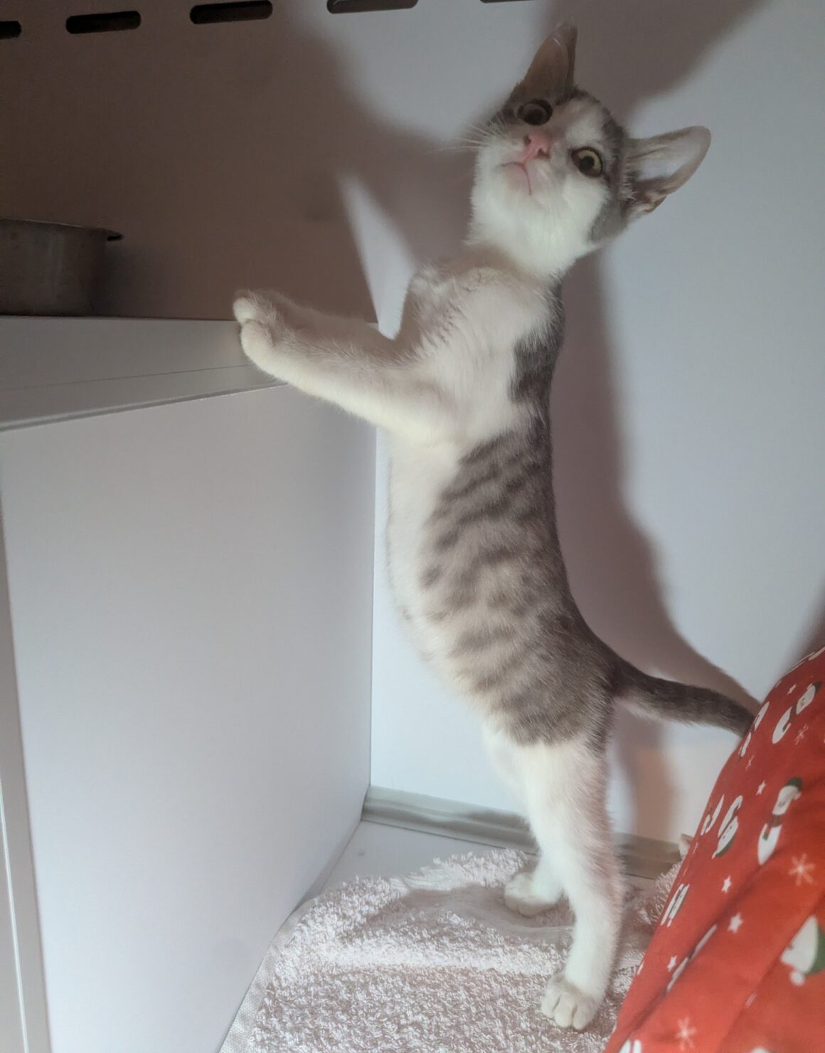 AFFLELOU – chaton réservé
