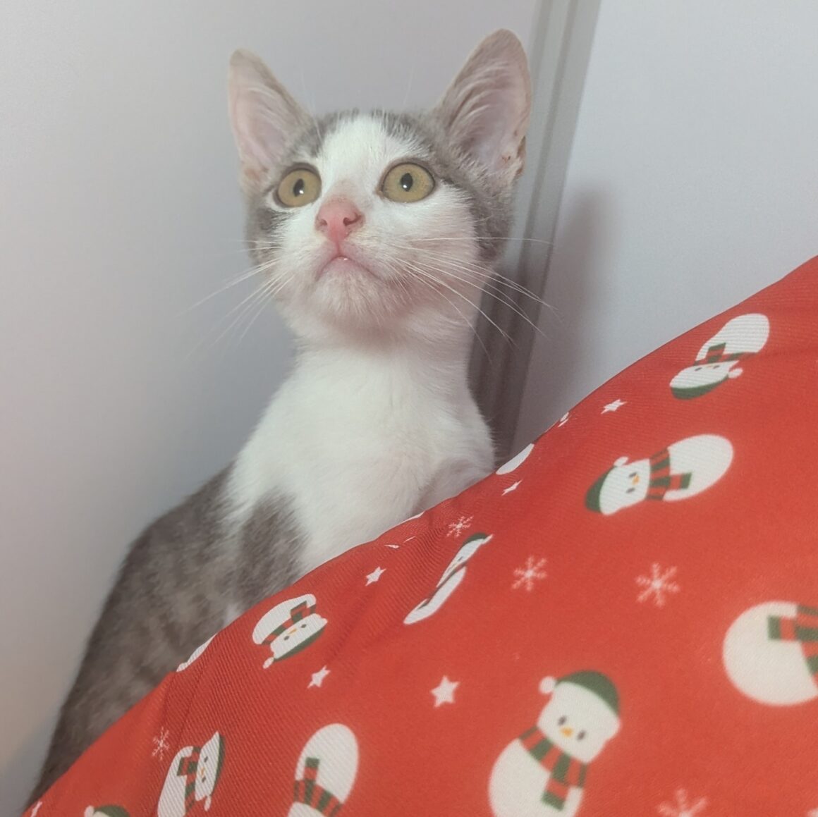 AFFLELOU (4) AFFLELOU – chaton adopté