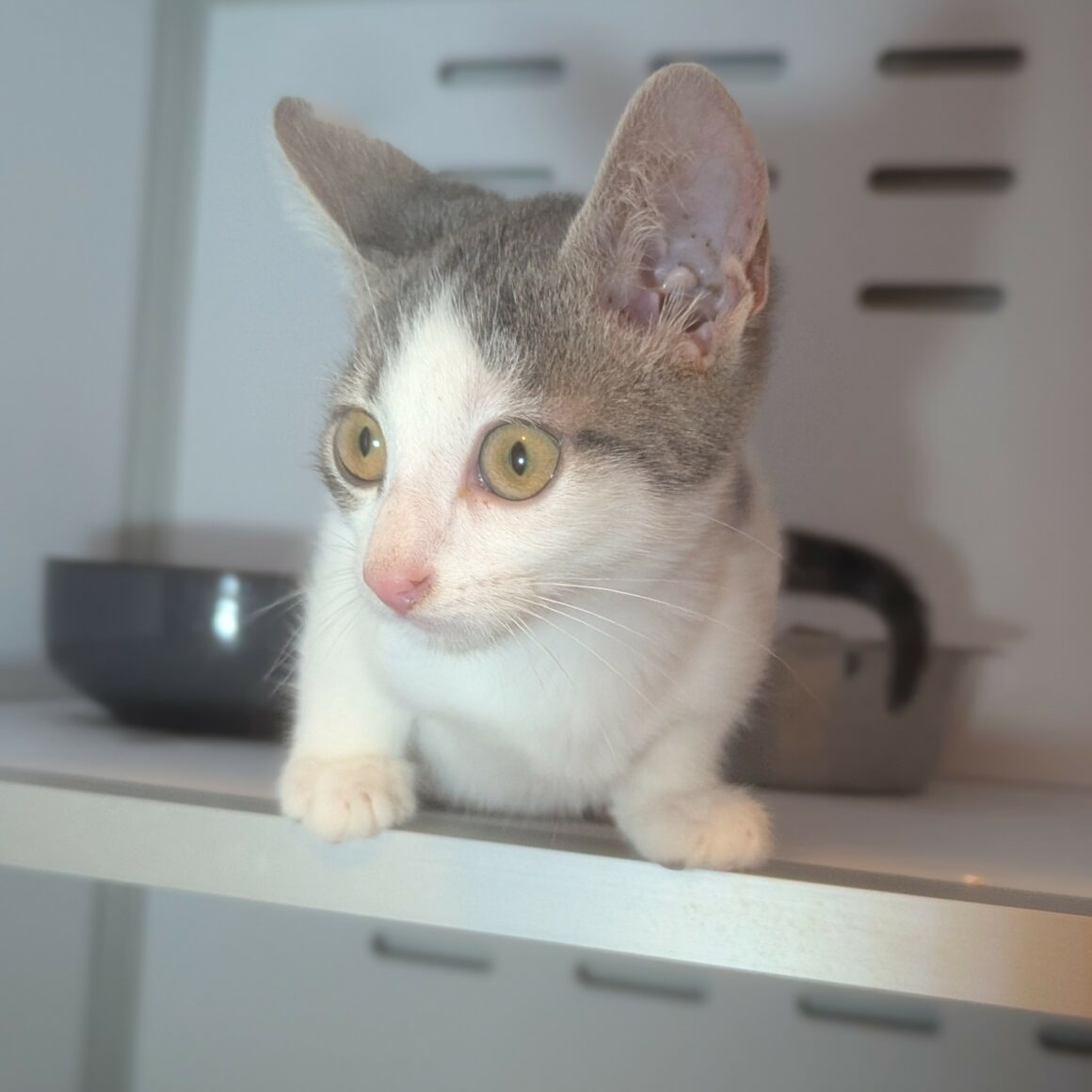 AFFLELOU – chaton réservé