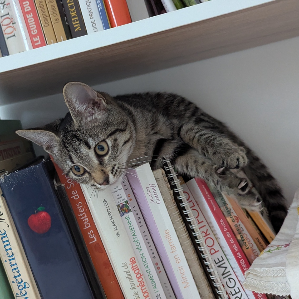 AIRIS – Chaton