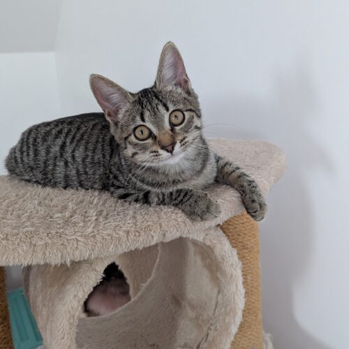 AIRIS – Chaton adoptée