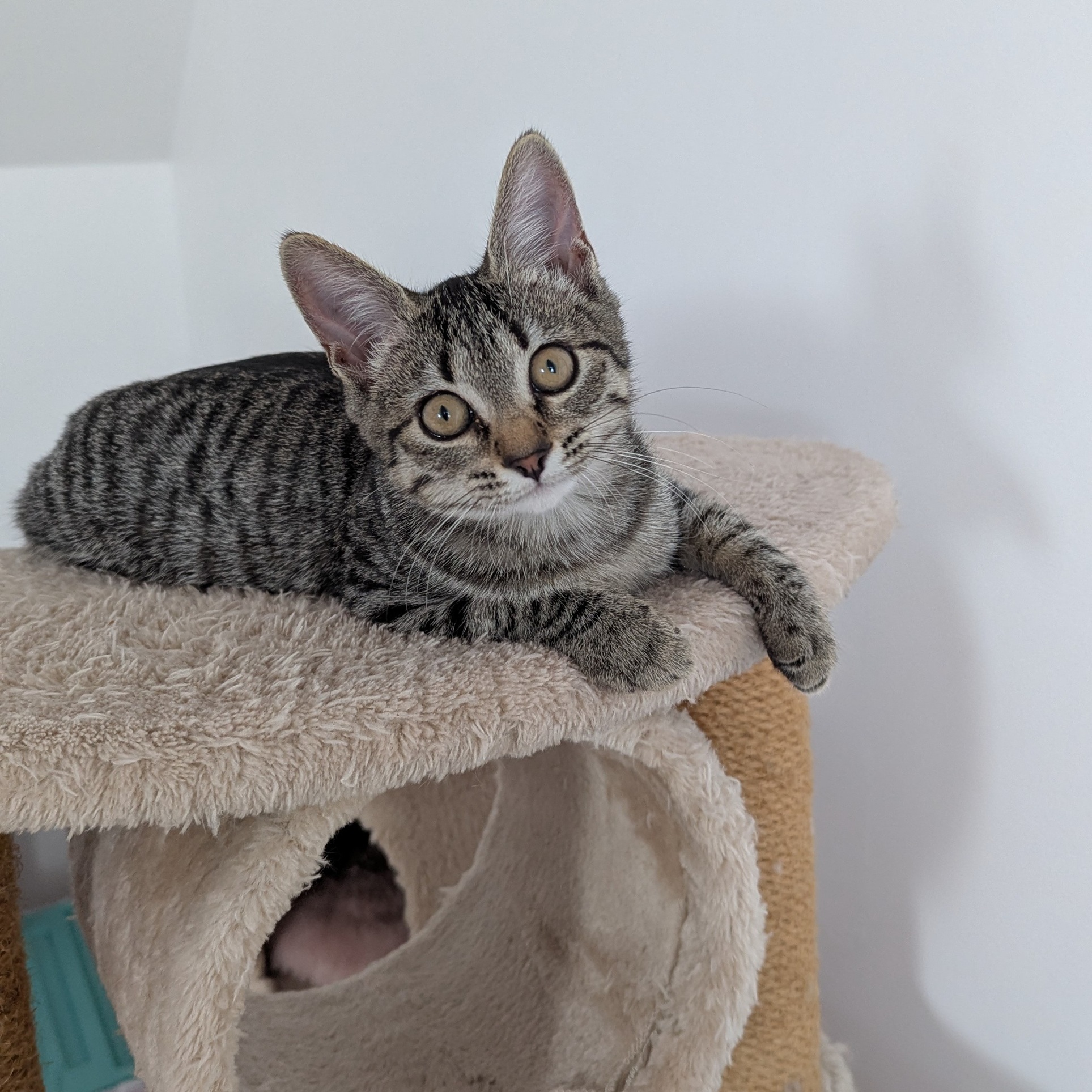 AIRIS – Chaton adoptée