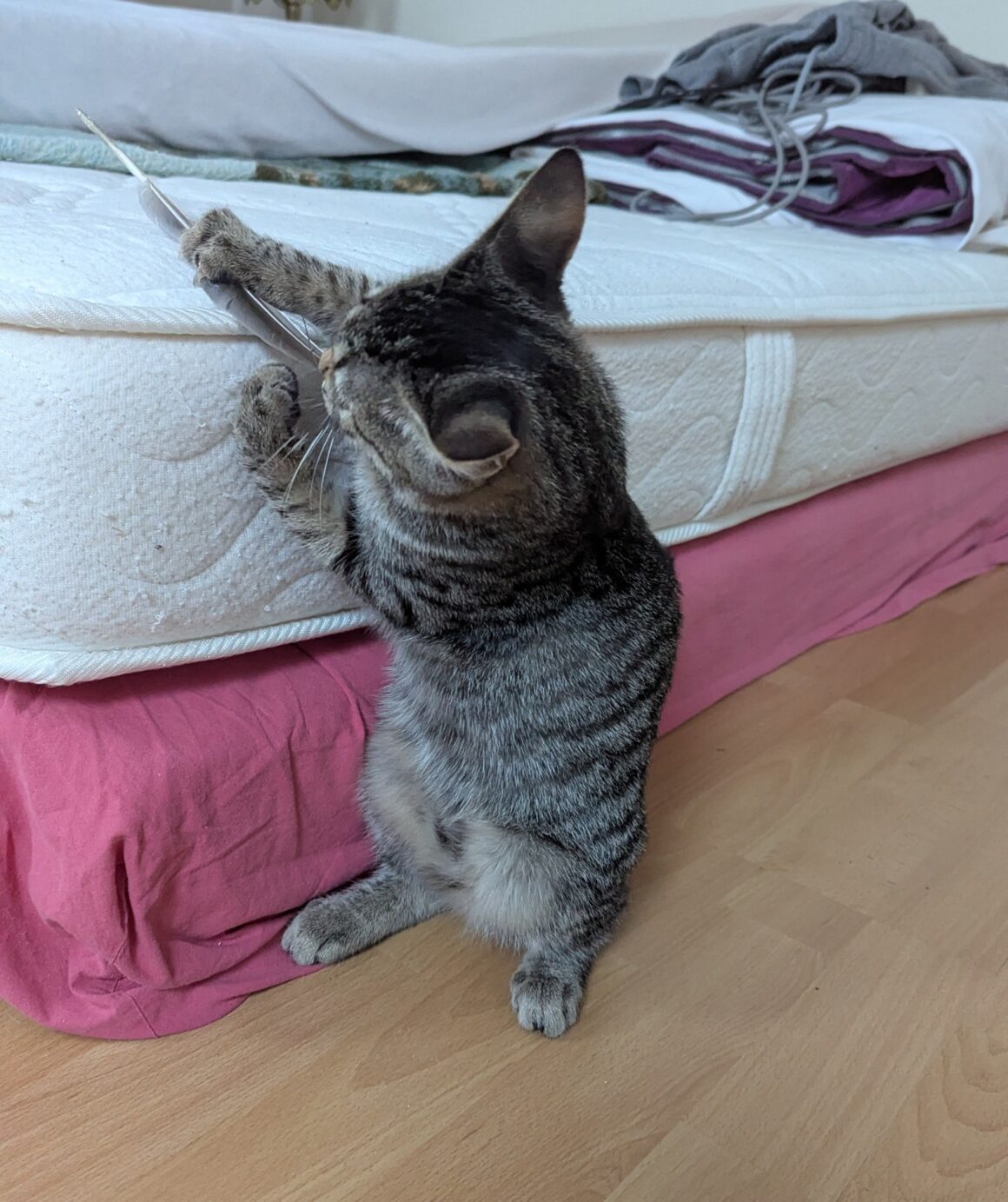 AIRIS – Chaton