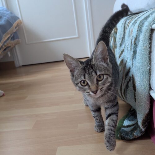 AIRIS – Chaton
