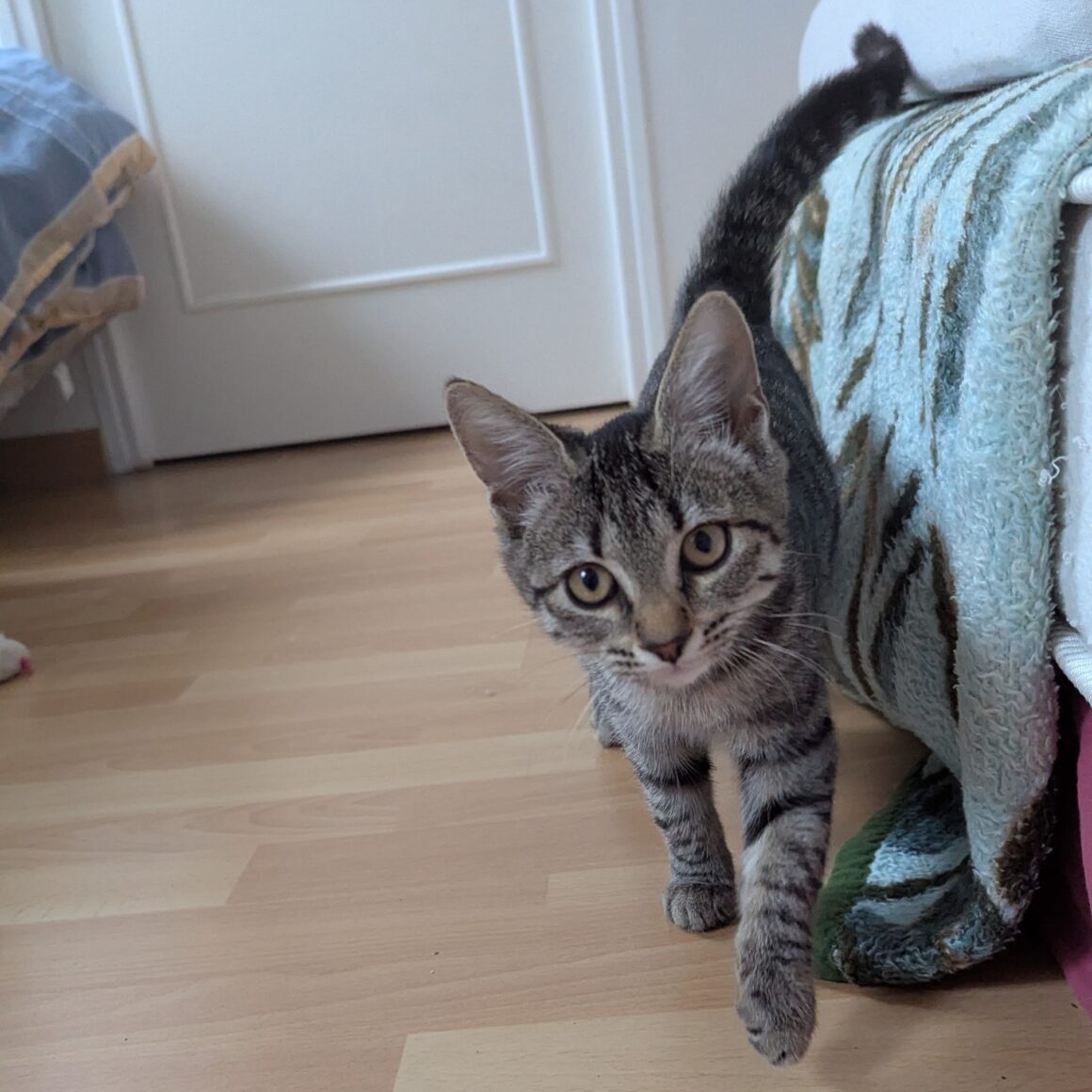 AIRIS – Chaton