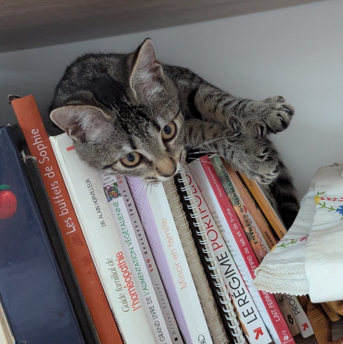 AIRIS – Chaton