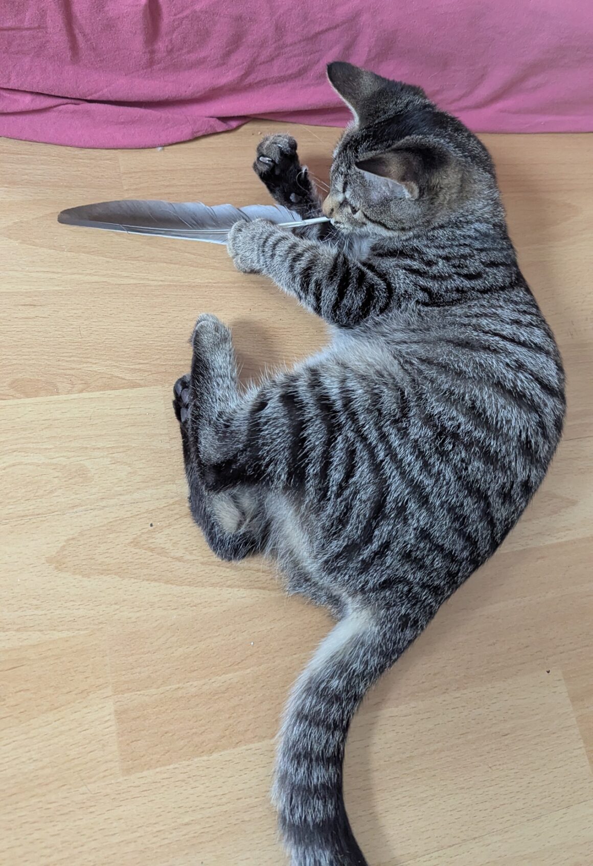 AIRIS – Chaton