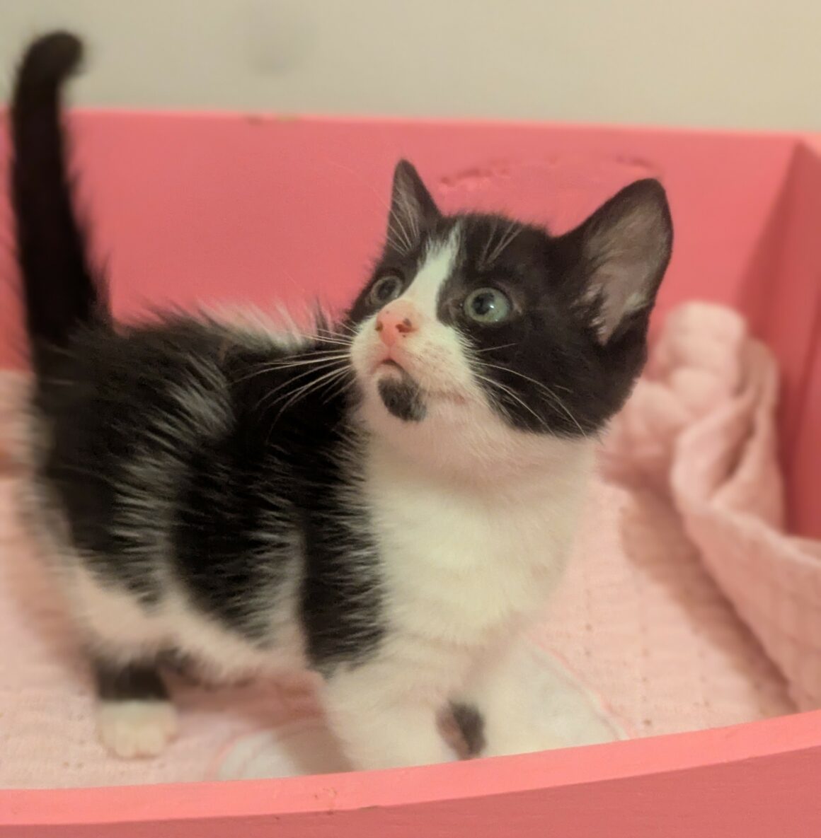 ALIE – Chaton