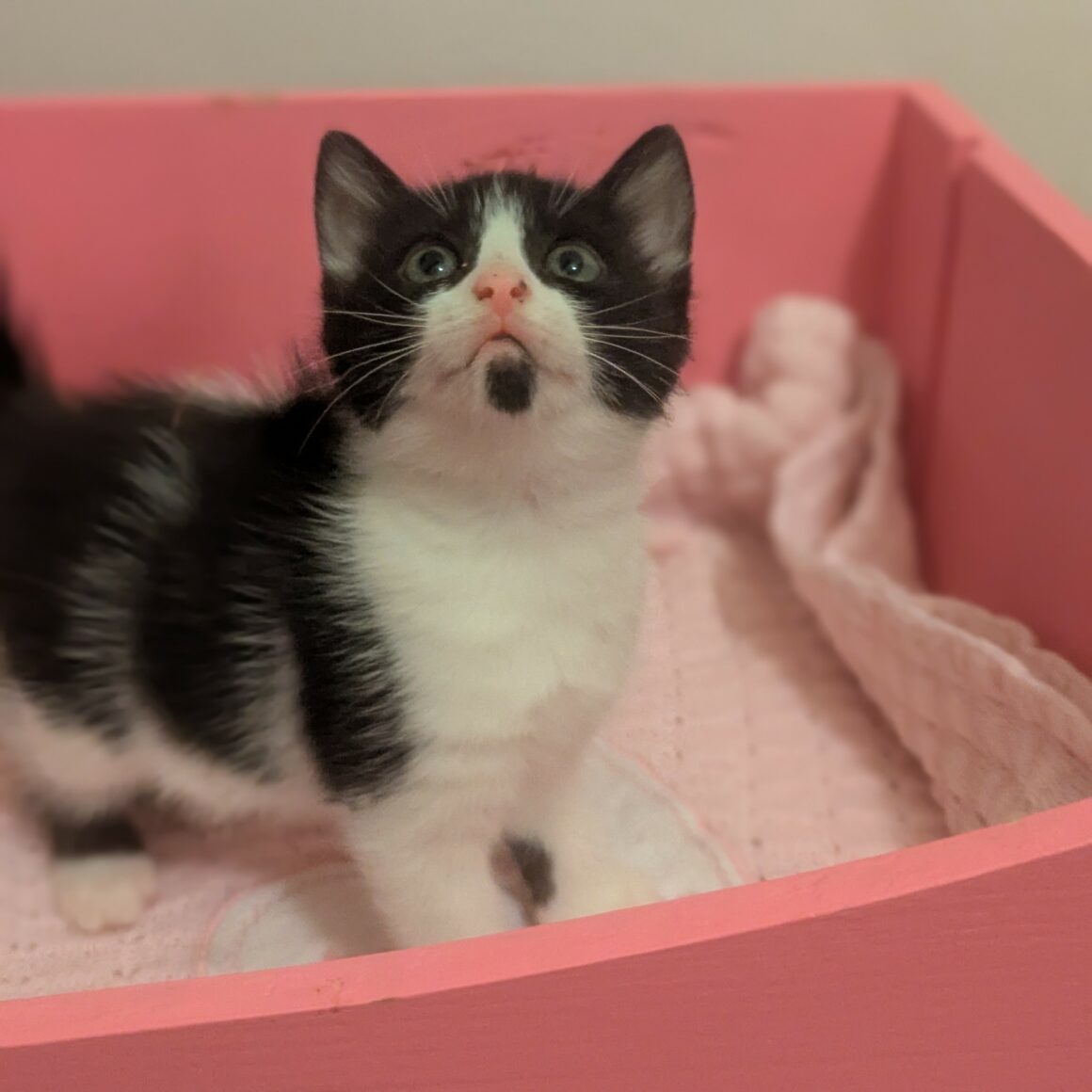 ALIE (3) ALIE – Chaton adoptée