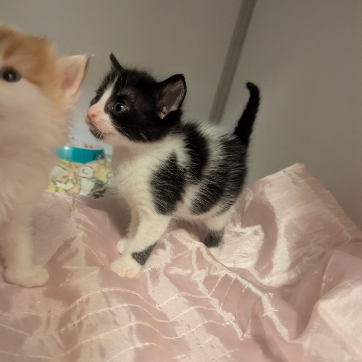 ALIE – Chaton