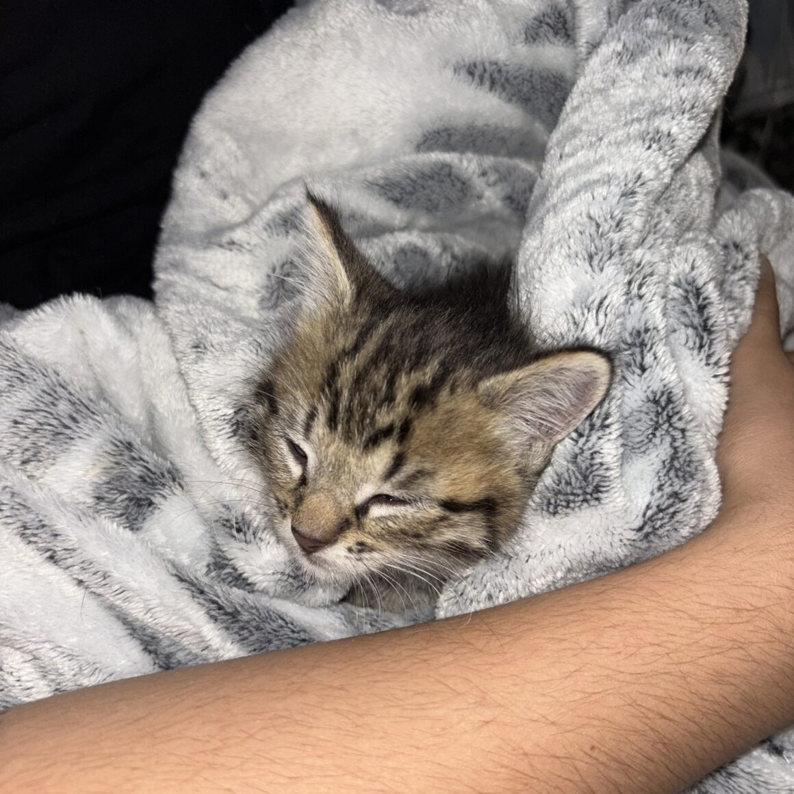 AMY – Chaton