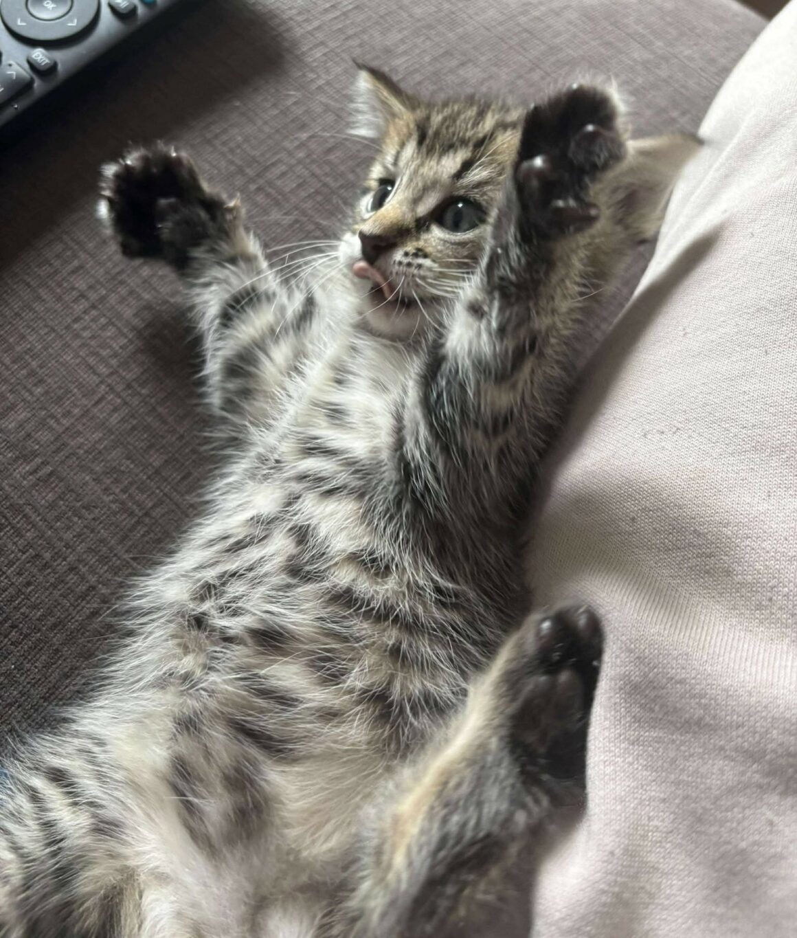 AMY – Chaton