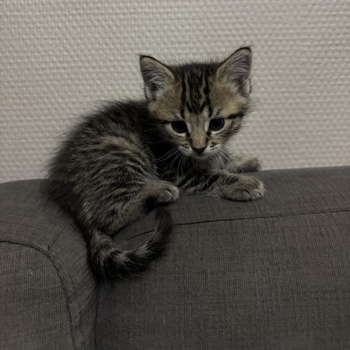 AMY – Chaton