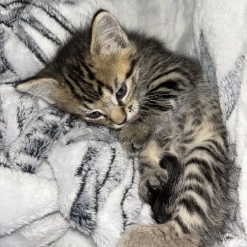 AMY – Chaton